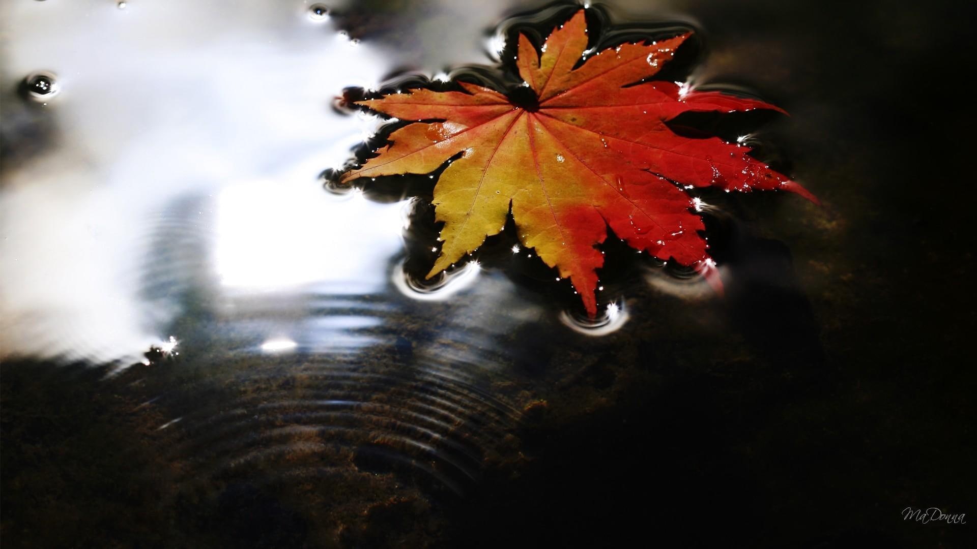 maple, firefox persona, 1080P, water, leaf, fall, lake, 3d and abstract, autumn, floating, HD Wallpaper