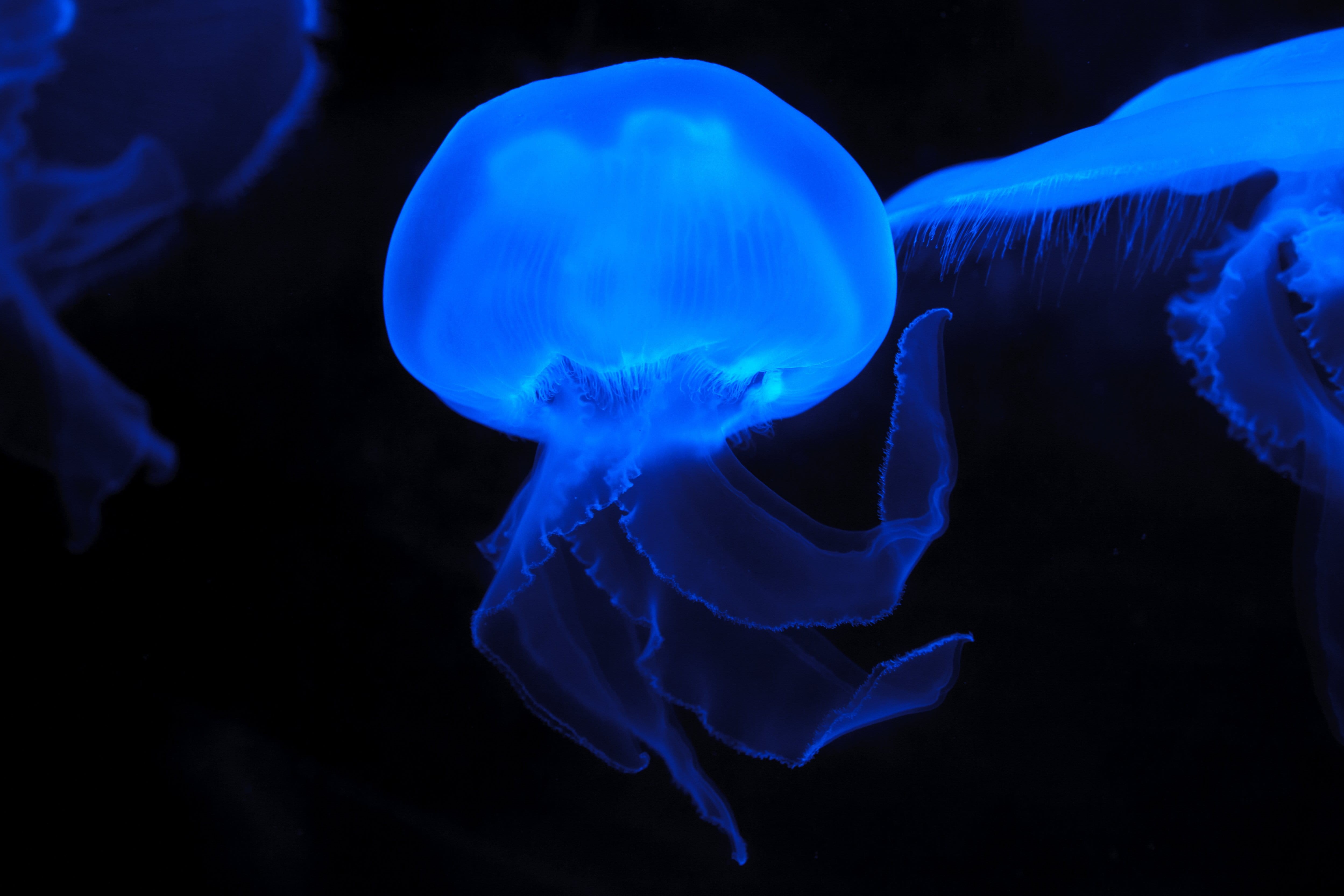 animals, creature, glow, underwater, undersea, saltwater fish, colored, fish, dark, 4K, water, effect, beauty in nature, sea life, swimming, close-up, HD Wallpaper