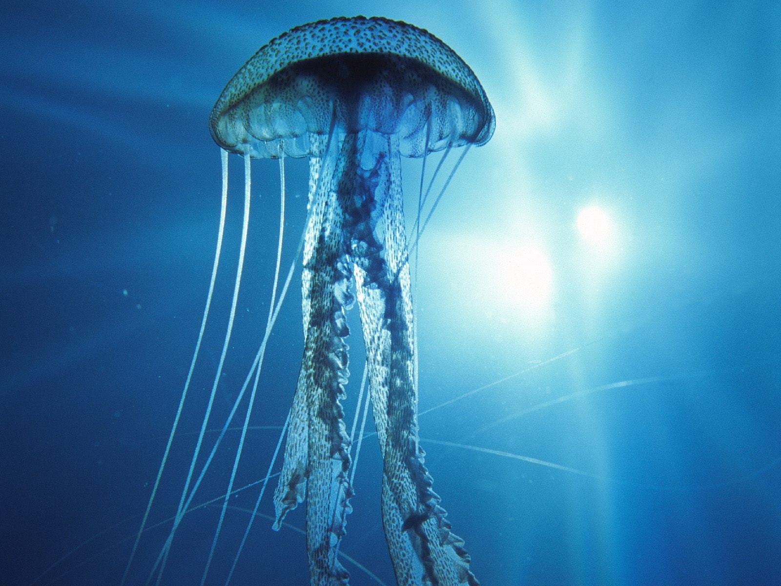 720P, jelly, electric, jellyfish, fish, HD Wallpaper