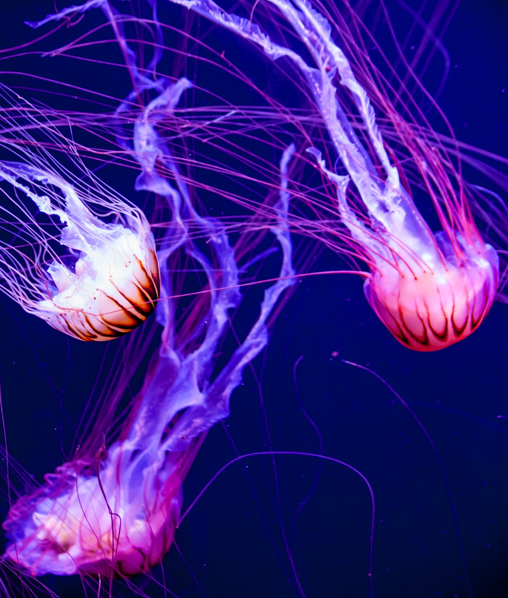 no people, group of animals, animal themes, fluorescent, outdoors, fish, photo, aquarium, jellyfishes, swimming, undersea, 1080P, tentacle, marine, transparent, Phone HD Wallpaper