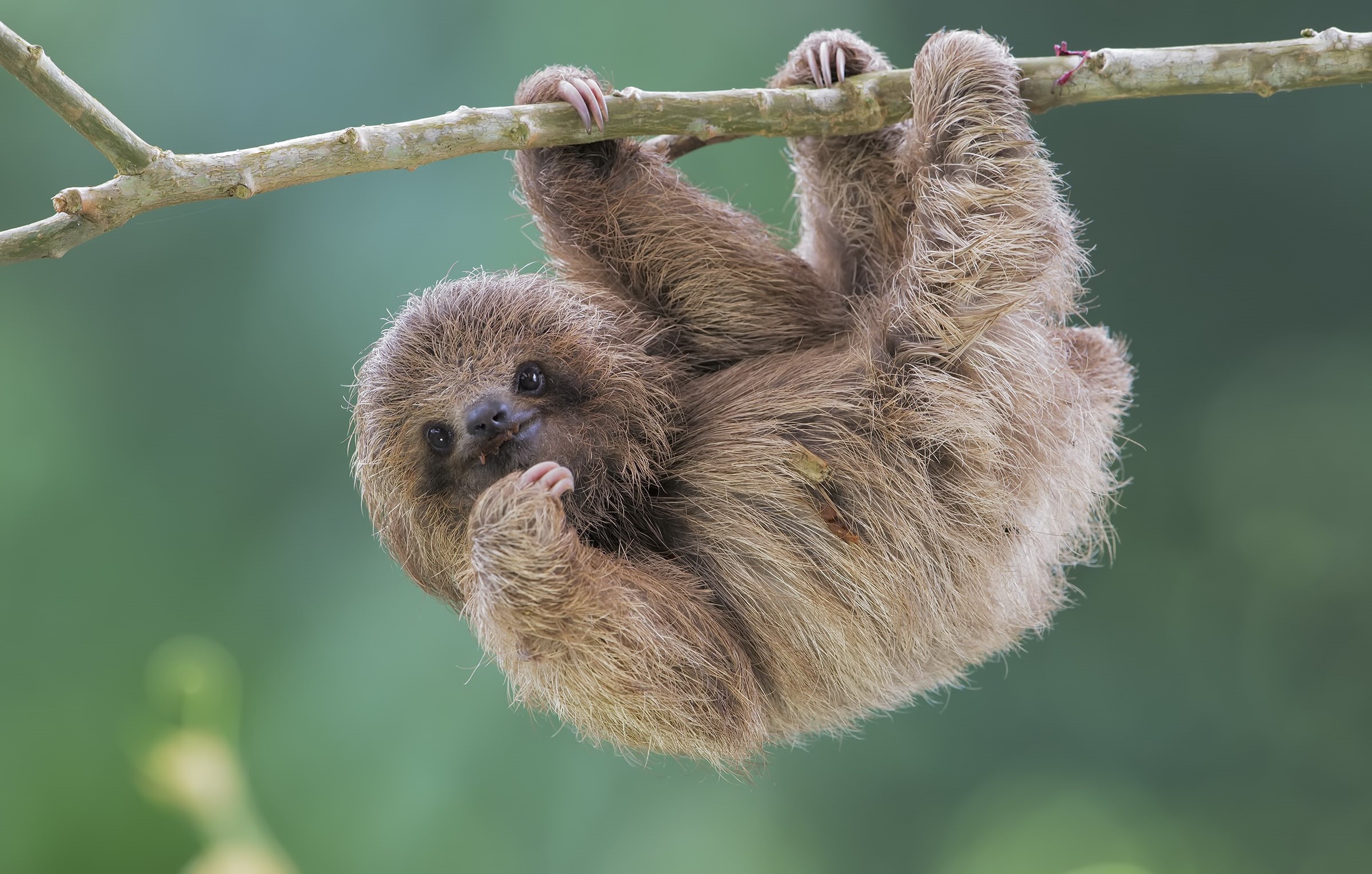 nature, 1080P, Brdypus tridactilus, sloth, Pale-throated sloth, HD Wallpaper