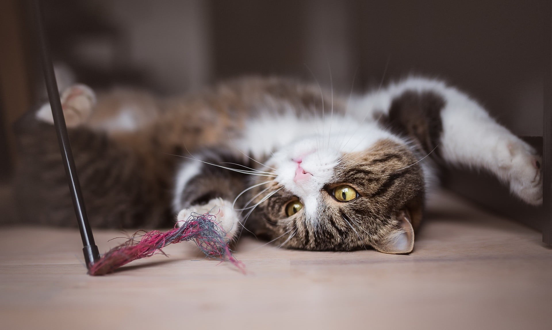 animals, focus on foreground, two, feline, flooring, animal themes, table, kittens, domestic cat, domestic animals, lying down, pets, tabby, 1080P, no people, HD Wallpaper