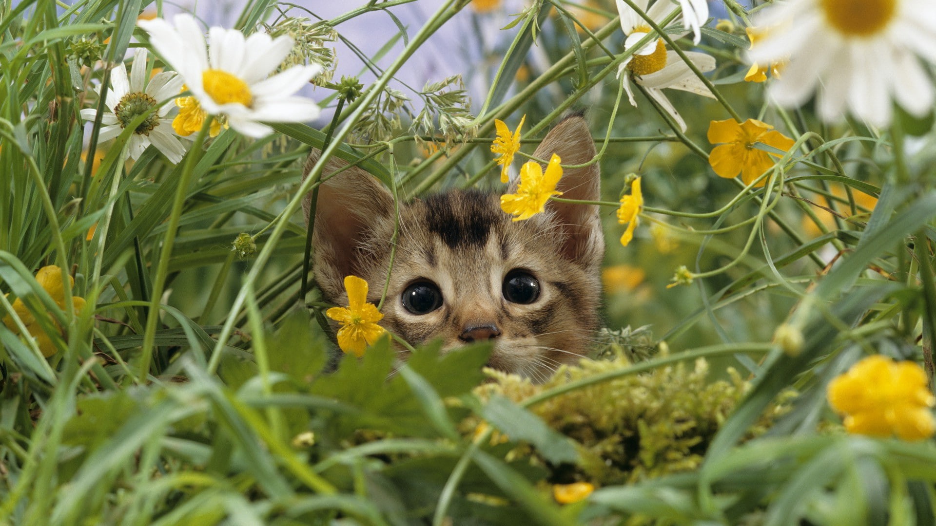 kitten, feline, grass, flower, brown, hd, animals, 1080P, black, cat, HD Wallpaper