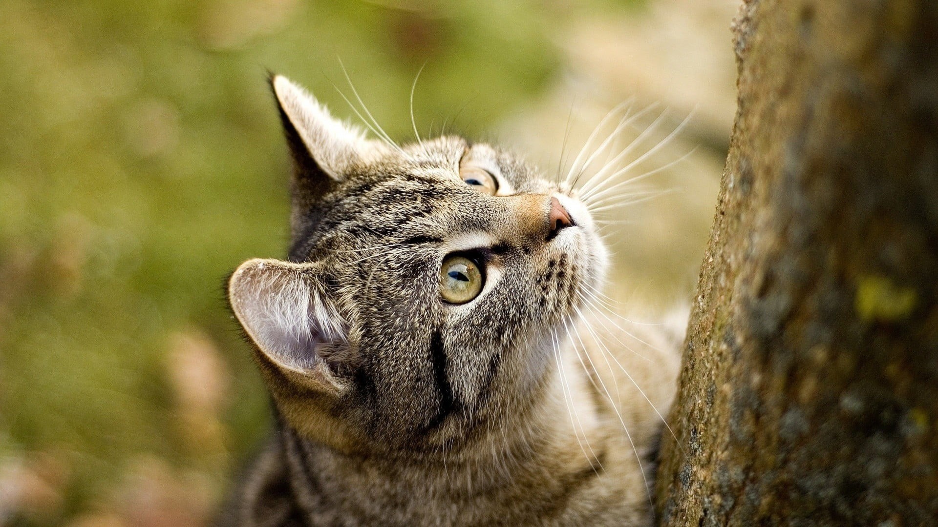 mammal, portrait, no people, animal, animal eye, cat, close-up, domestic cat, animals, two, tabby, animal body part, pets, brown, domestic, cute, animals in the wild, HD Wallpaper