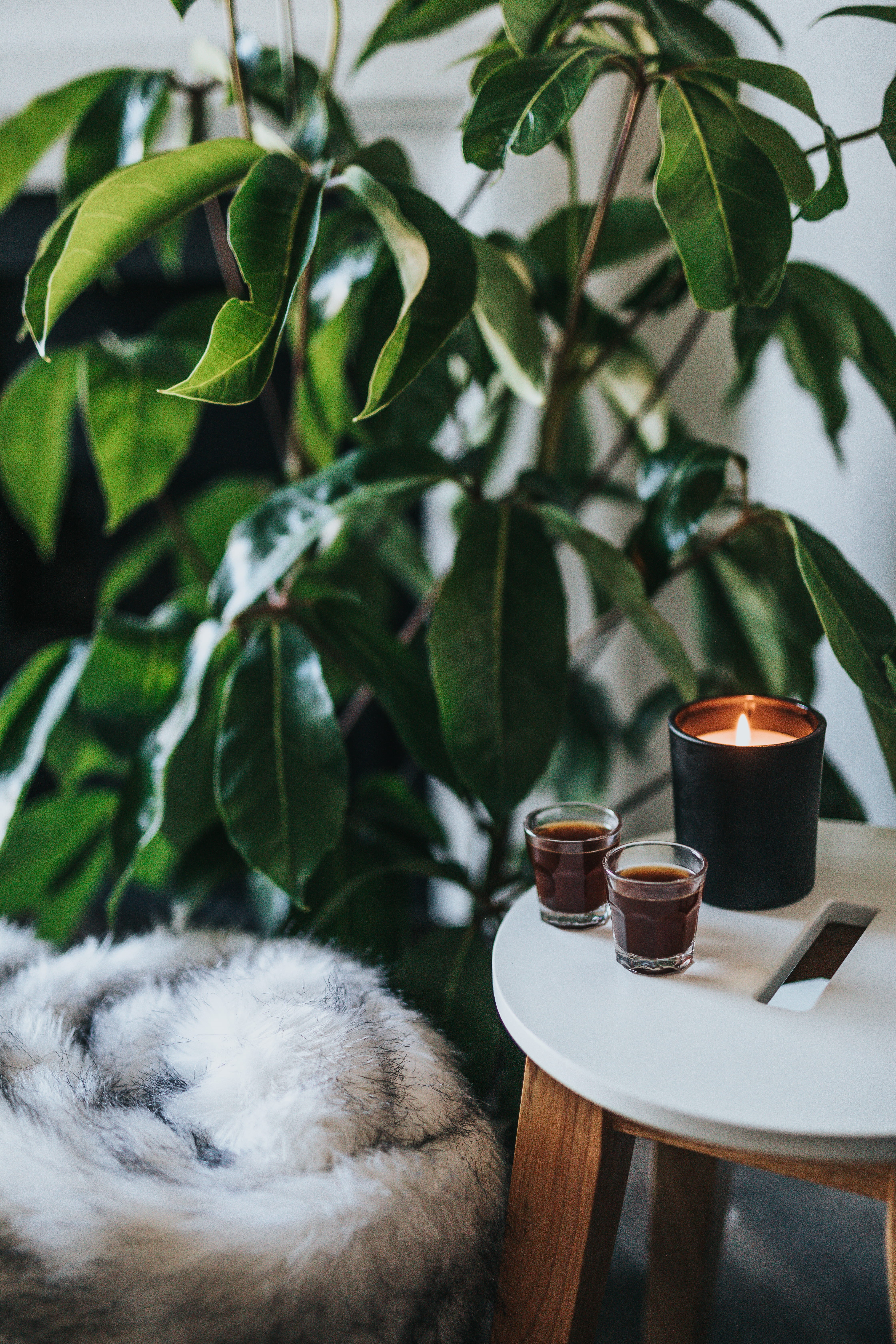 house plant, gibraltar, domestic animals, detail, near, crockery, home, closeup, shot, beside, two, coffee addict, interior design, no people, house, one animal, Phone HD Wallpaper