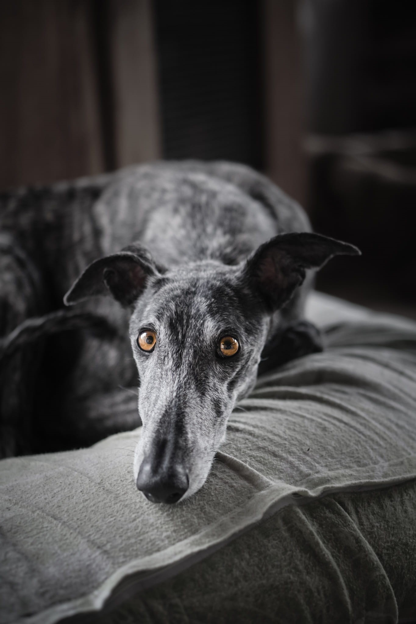 furniture, selective, dog, close-up, relaxation, sad, eyes, greyhound, focus on foreground, animal body part, focus, yellow, animal eye, domestic animals, Phone HD Wallpaper