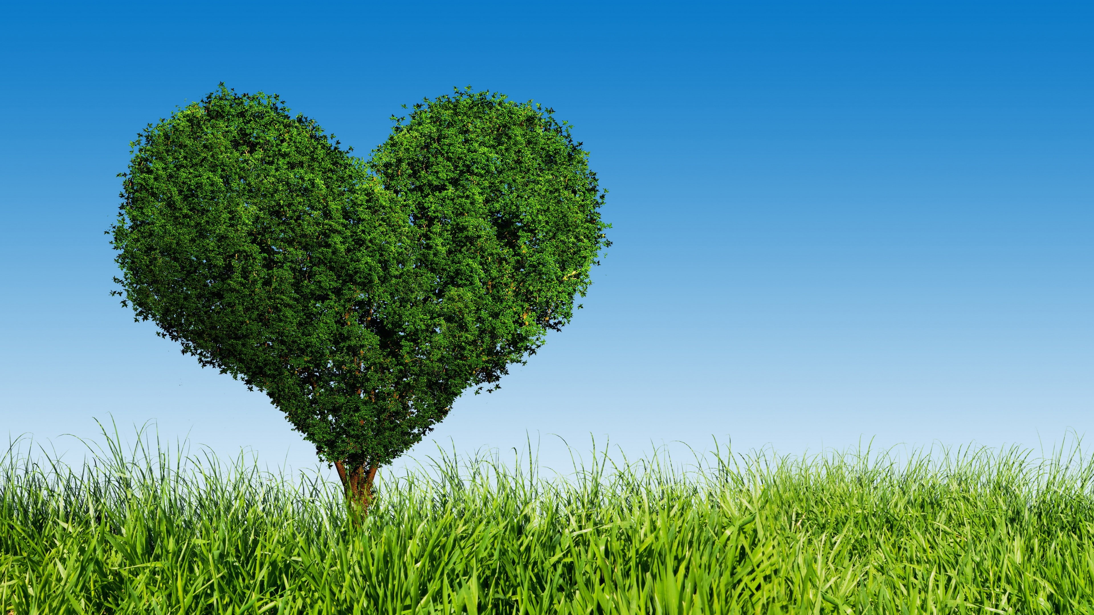 Green, Tree, Grass, Heart, Love, 4K, HD Wallpaper