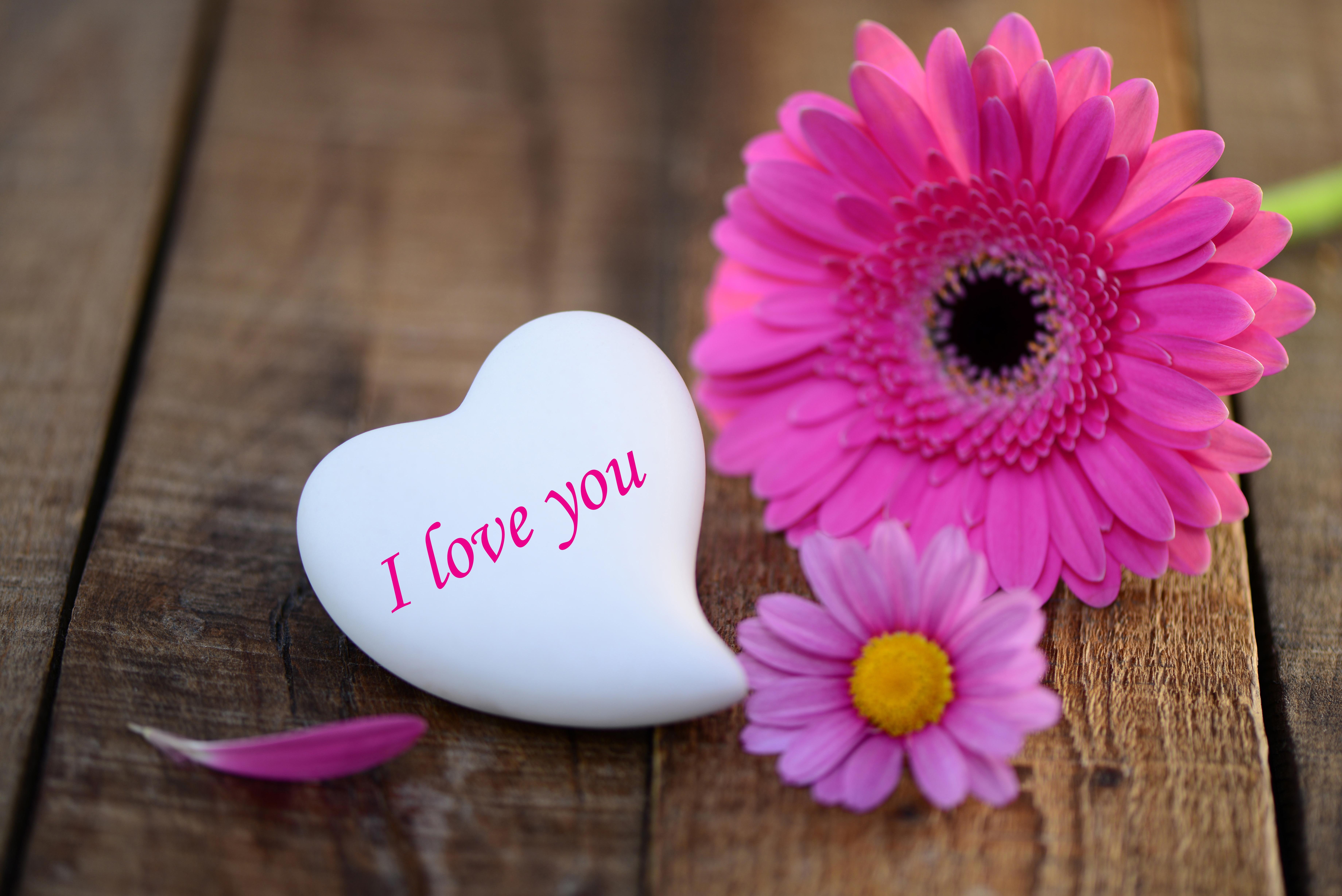 pink, 5K, stone, love, printed, white, i love you, shaped, heart, pink daisies, gerbera, daisies, dahlias, heart stone, HD Wallpaper