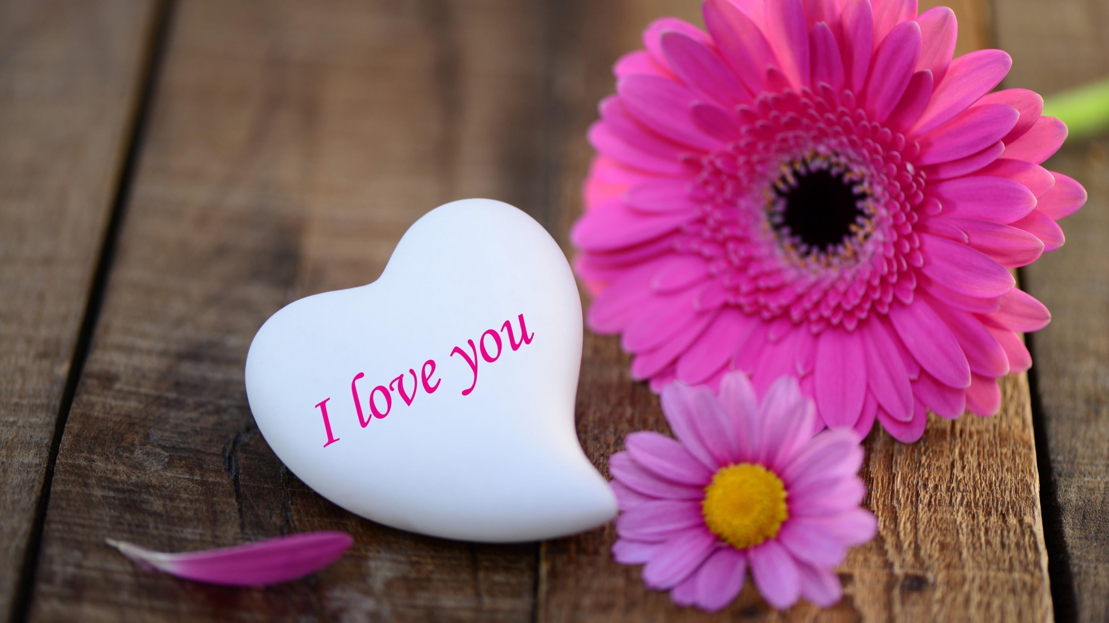 emotion, western script, romance, close-up, nature, table, flower, i love you, plant, text, still life, valentines day - holiday, indoors, heart shape, HD Wallpaper