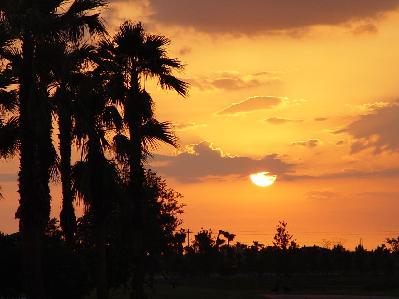 outdoors, sky, scenics - nature, orange color, beauty in nature, growth, cloud - sky, miami, idyllic, sunset, nature, environment, landscape, tree, 720P, HD Wallpaper