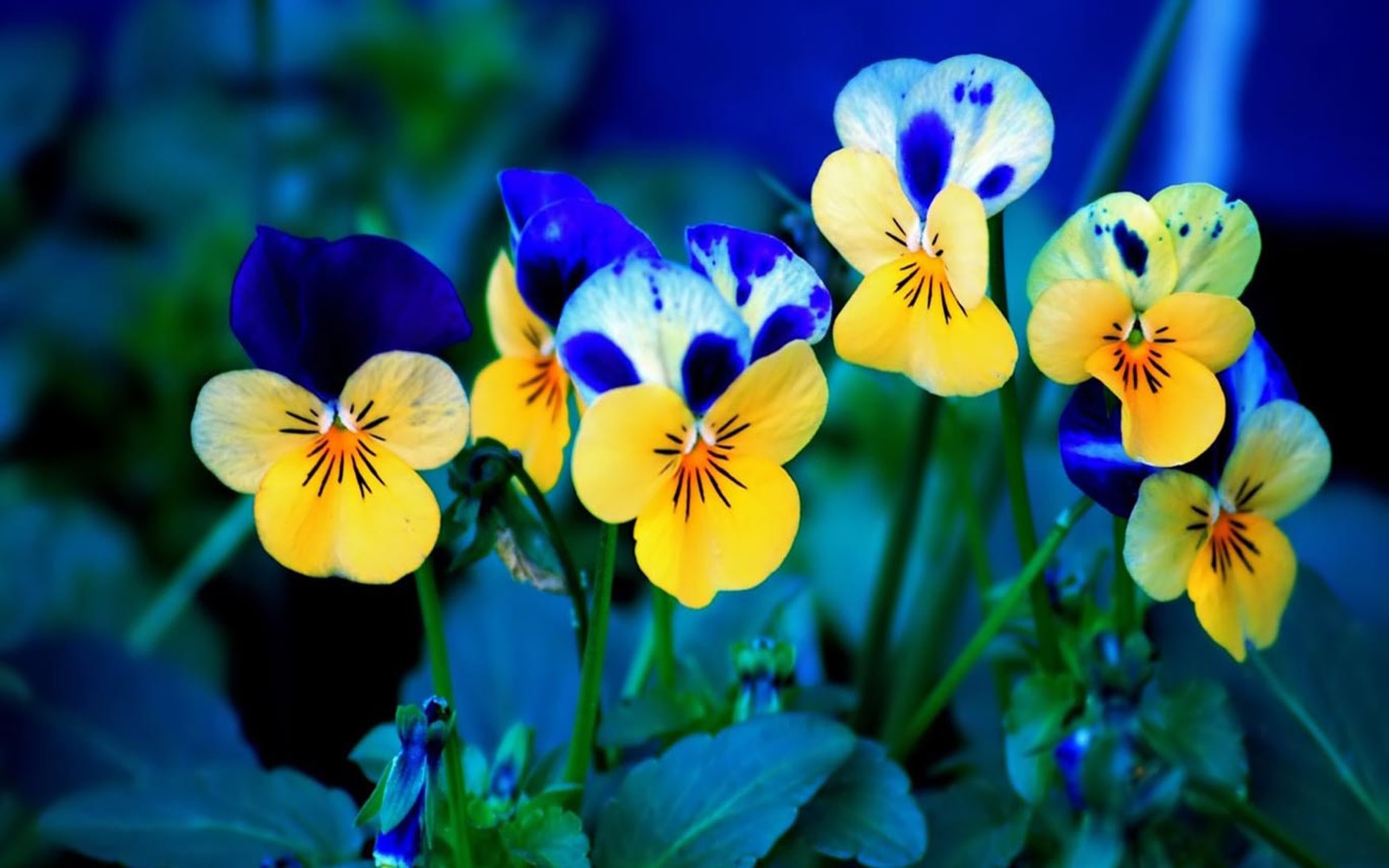 high, beautiful, laptop, desktop, definition, pansies, gallery, 2K, HD Wallpaper