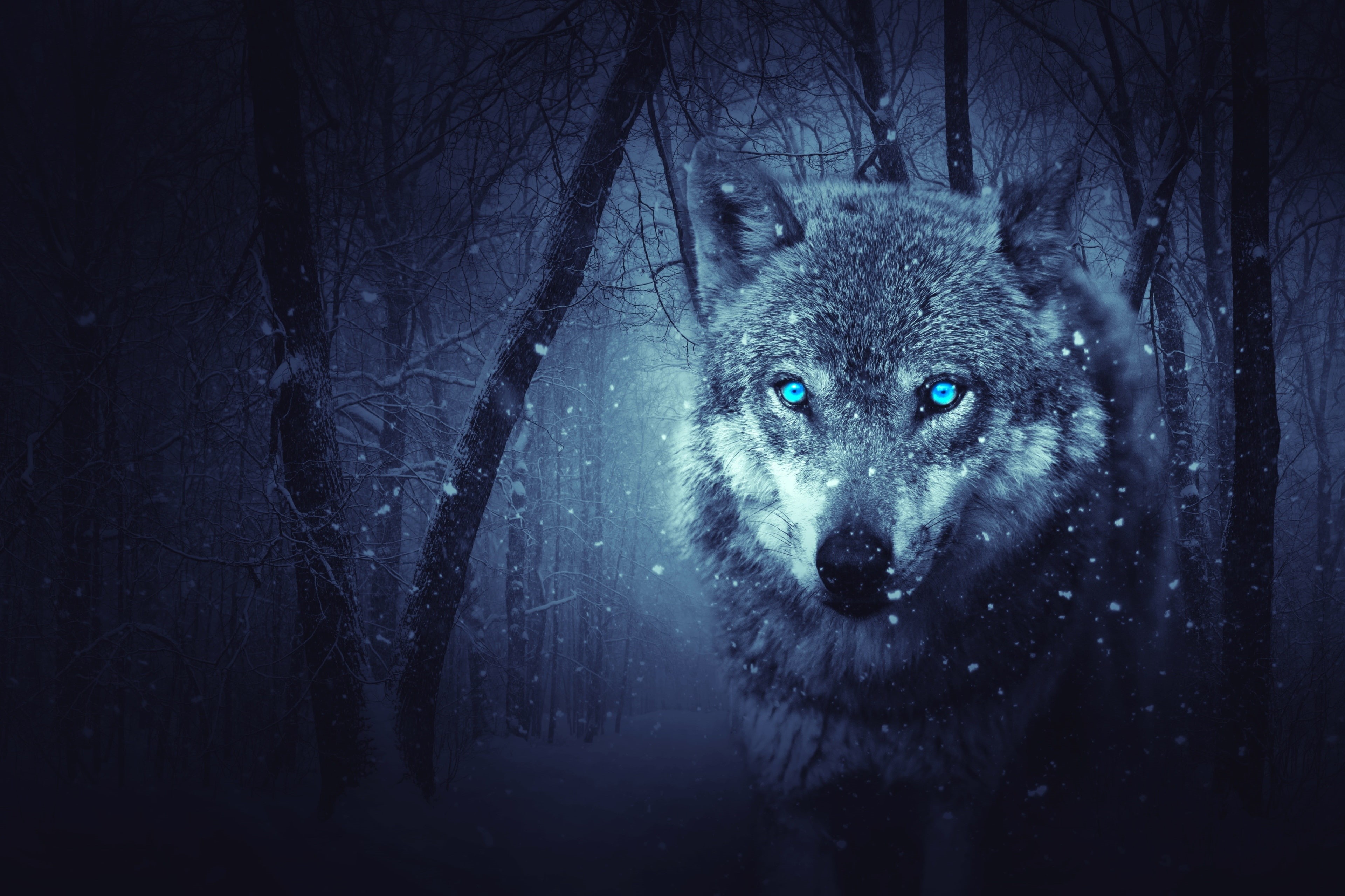 nature, forest, snowing, mammal, land, animal wildlife, animal themes, woodland, one animal, portrait, snow, no people, animal, tree trunk, wolf 4k ultra high definition, HD Wallpaper