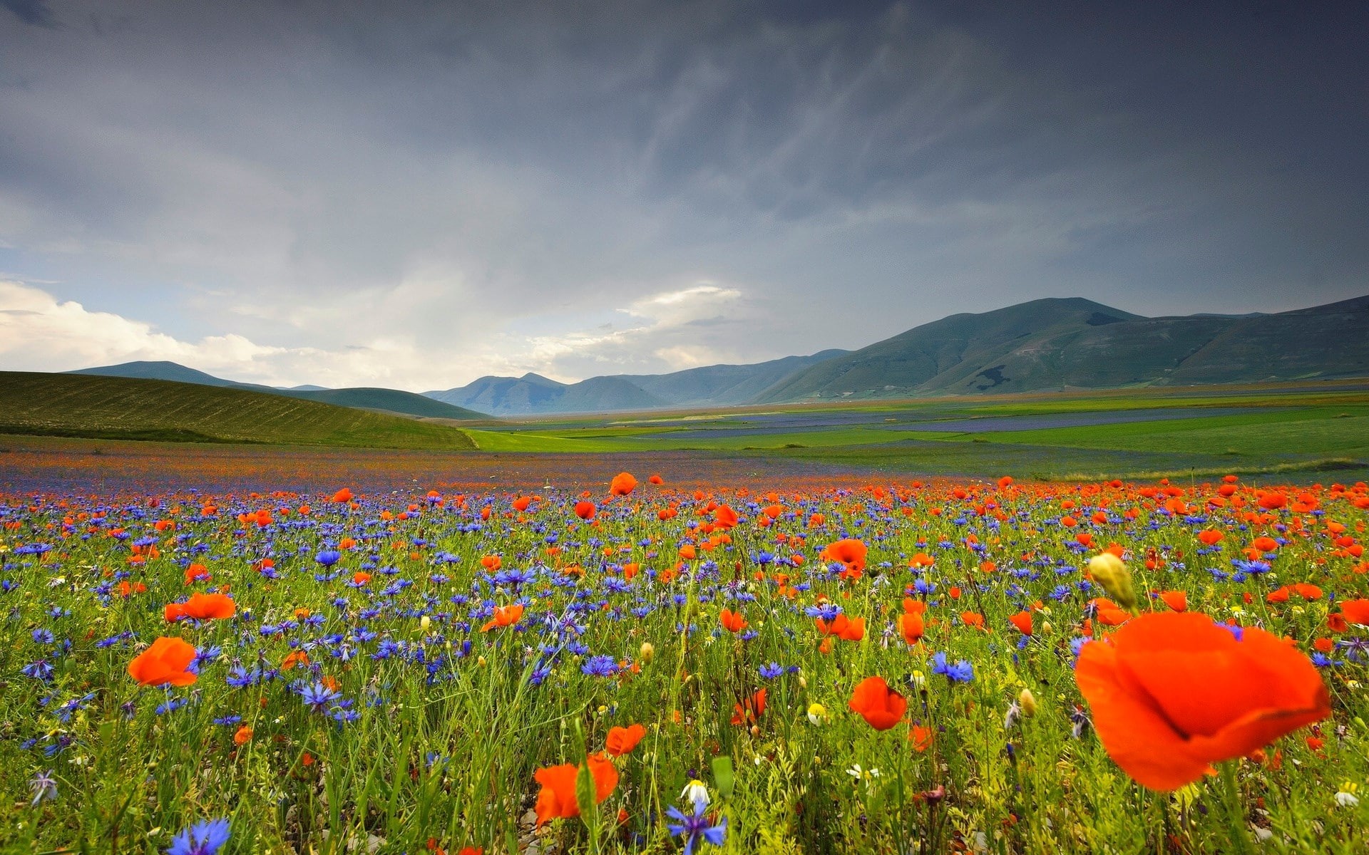 landscape, scenics - nature, flower head, outdoors, tranquility, high res  nature download 1920x1200, flowering plant, rolling landscape, plant, mountain range, HD Wallpaper