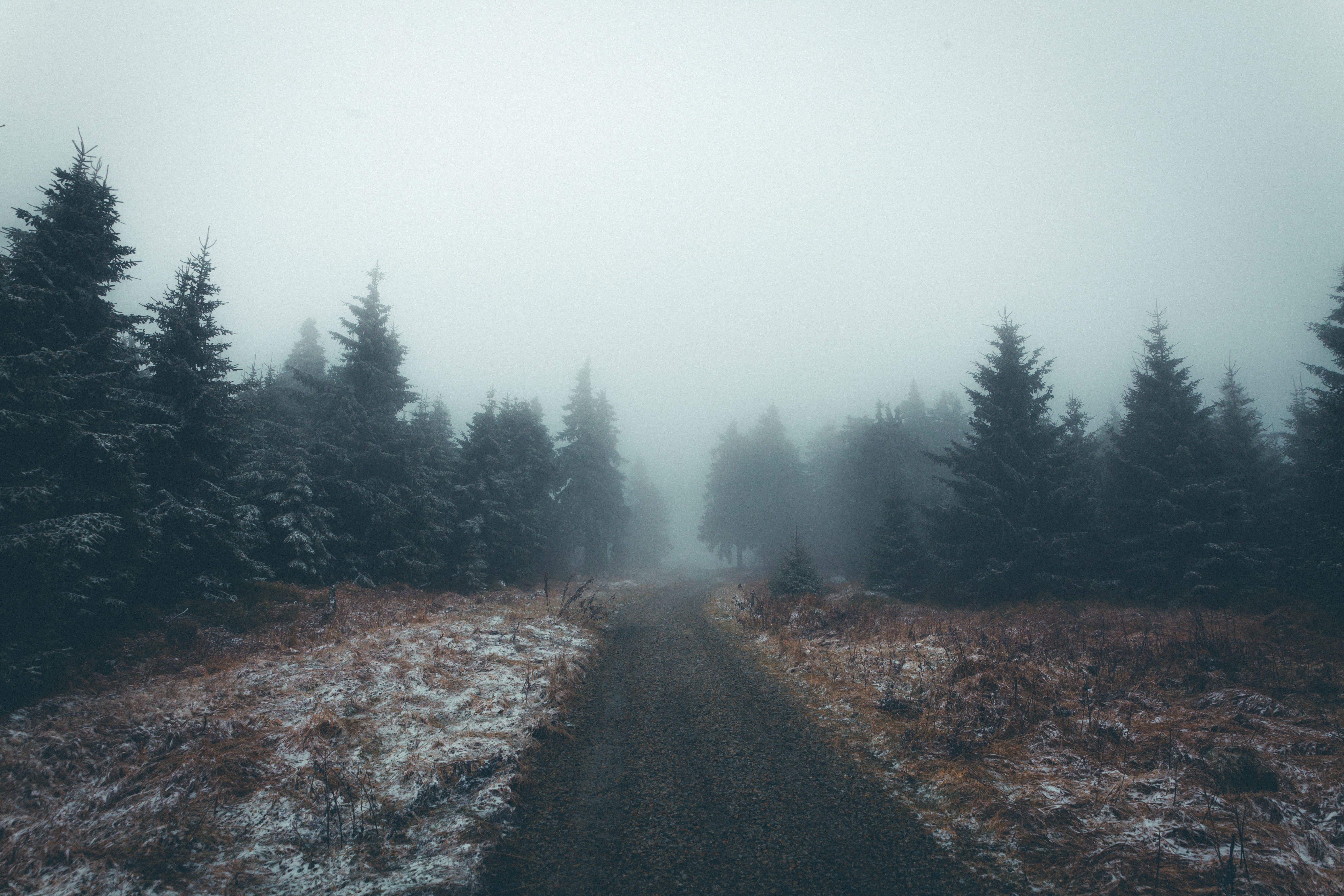 plant, diminishing perspective, schnee, land, mystic, outdoors, tranquility, direction, dark, fog, 5K, pine tree, scenics - nature, forest, transportation, HD Wallpaper