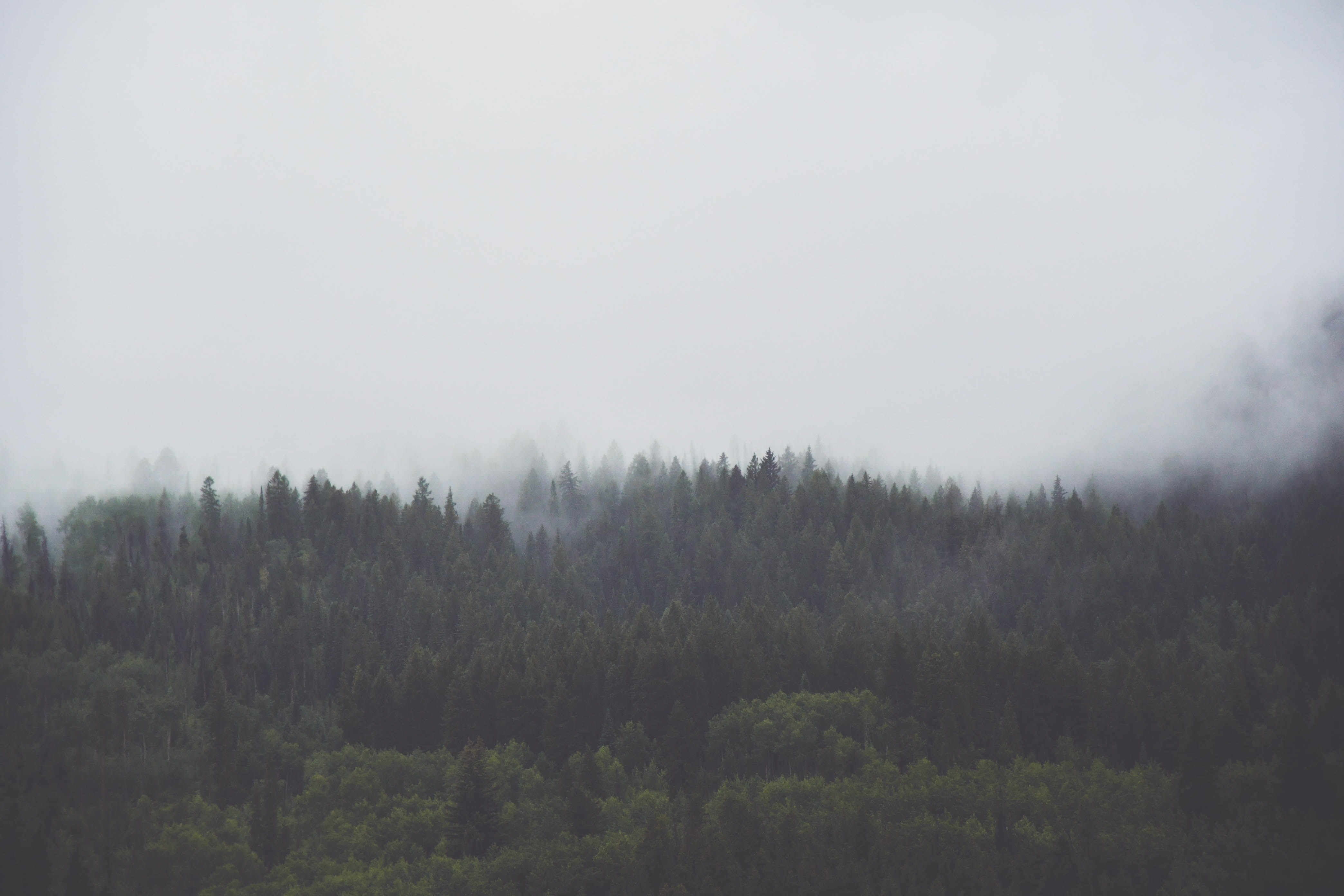 mist, day, weather, non-Urban Scene, grey, forest, sky, tree, foggy, vail, colorado, photo, outdoors, pink, pino, blue, hill, fog, beauty In Nature, coniferous Tree, HD Wallpaper