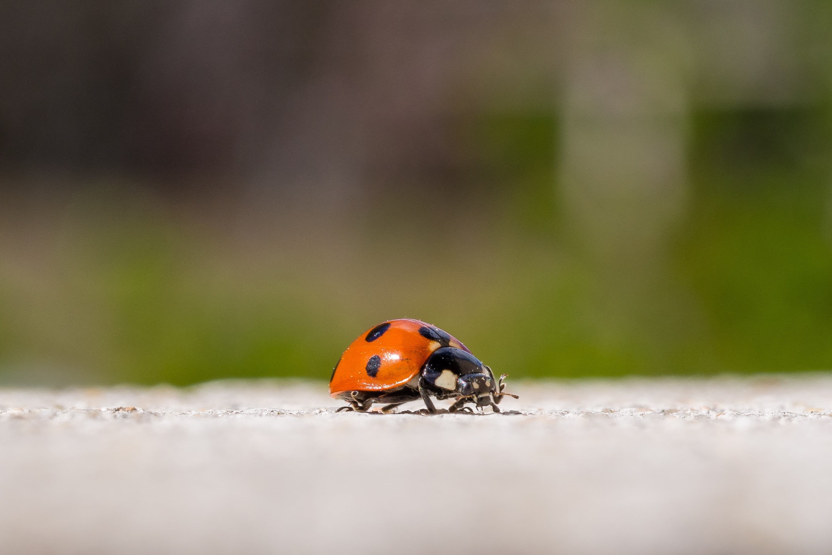 beetle, green Color, lady, Villeparisis, animal, Île-de-France, summer, grass, leaf, spotted, plant, 2K, OM, Insect, nature, EM, Olympus, Macro, lady bug, HD Wallpaper