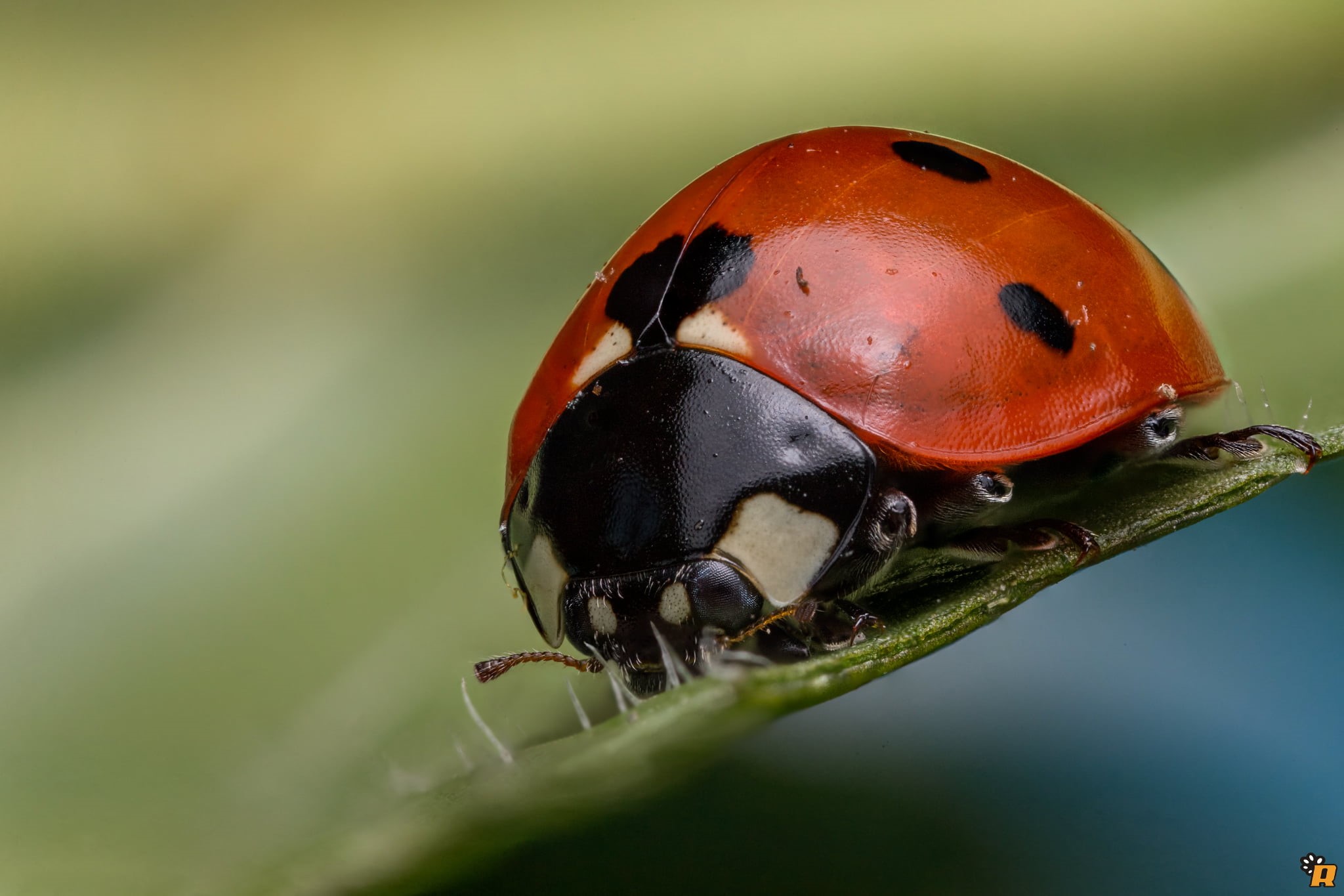 red  black, mp, grass, photography, Cucujoidea, nature, 1080P, coccinella, small, macro, lady bug, mpe, Cucujiformia, animal, Polyphaga, insect, close-up, HD Wallpaper