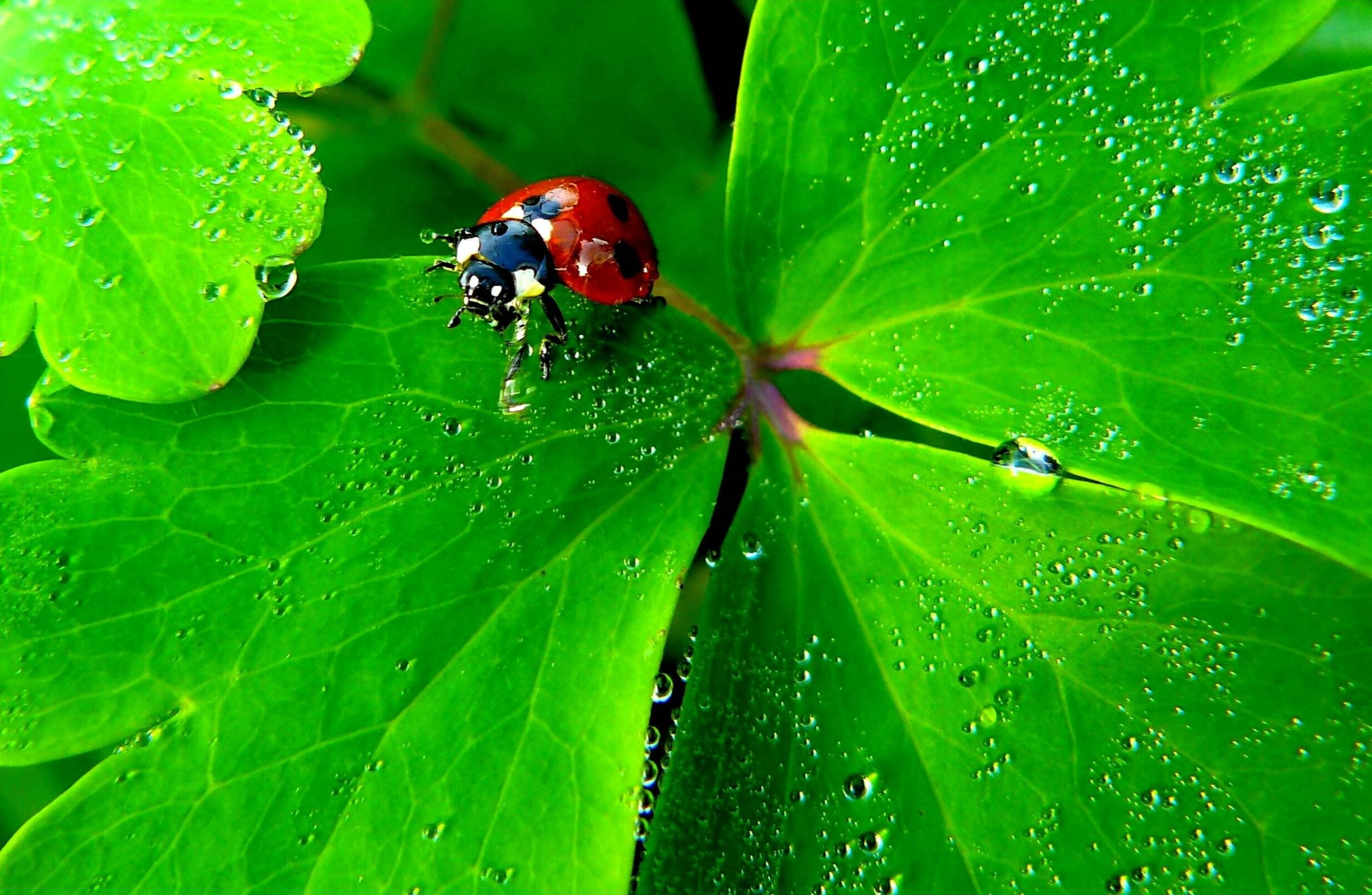 close, growth, 1080P, plant part, dewdrop, contrast, leaf, fauna, complementary colors, nature, drop, grass green, beetle, points, color contrast, outdoors, HD Wallpaper