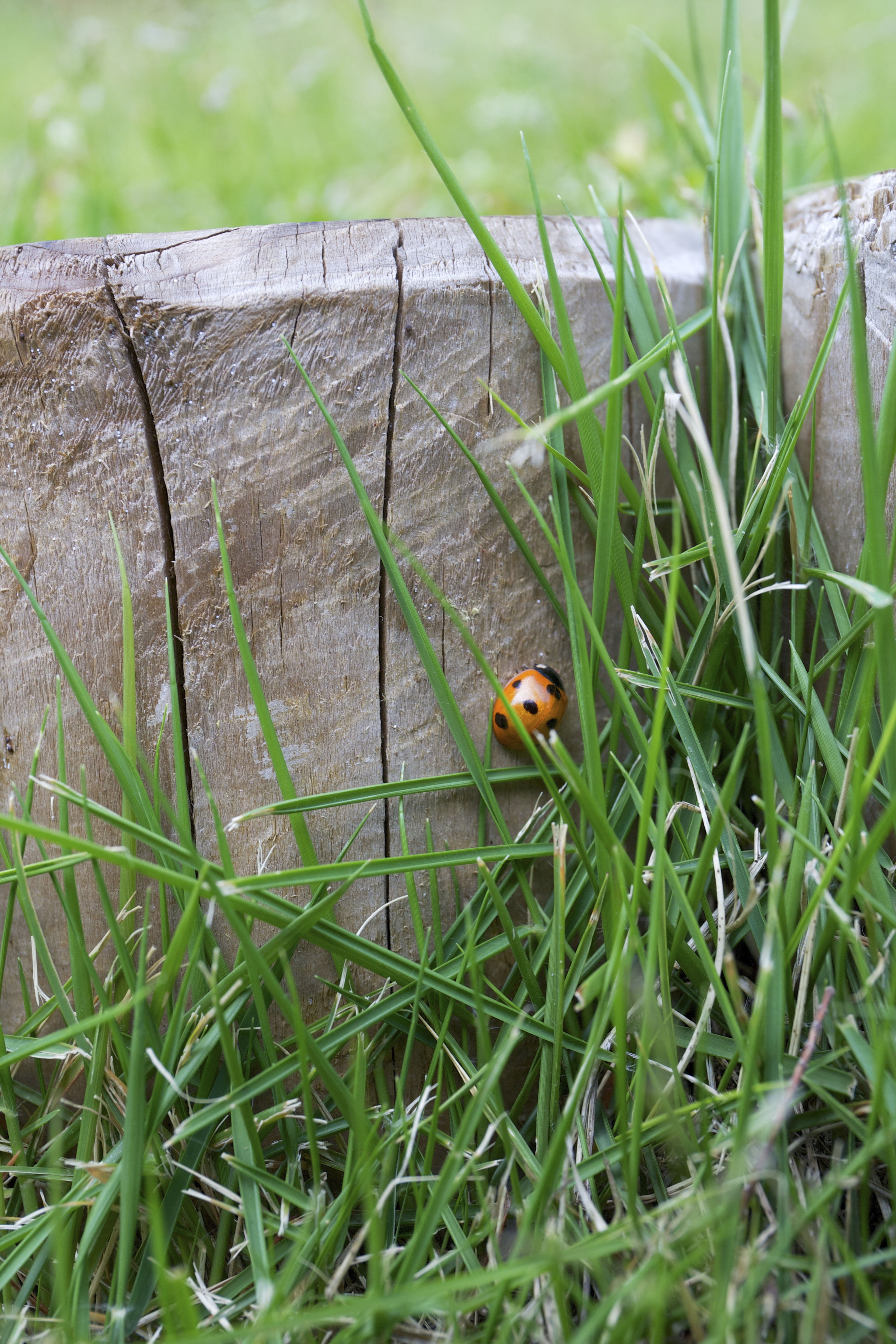 near, bug, grass, lady bug, animals in the wild, blade of grass, animal, green, field, insect, selective focus, beauty in nature, lady, outdoors, tree, Phone HD Wallpaper