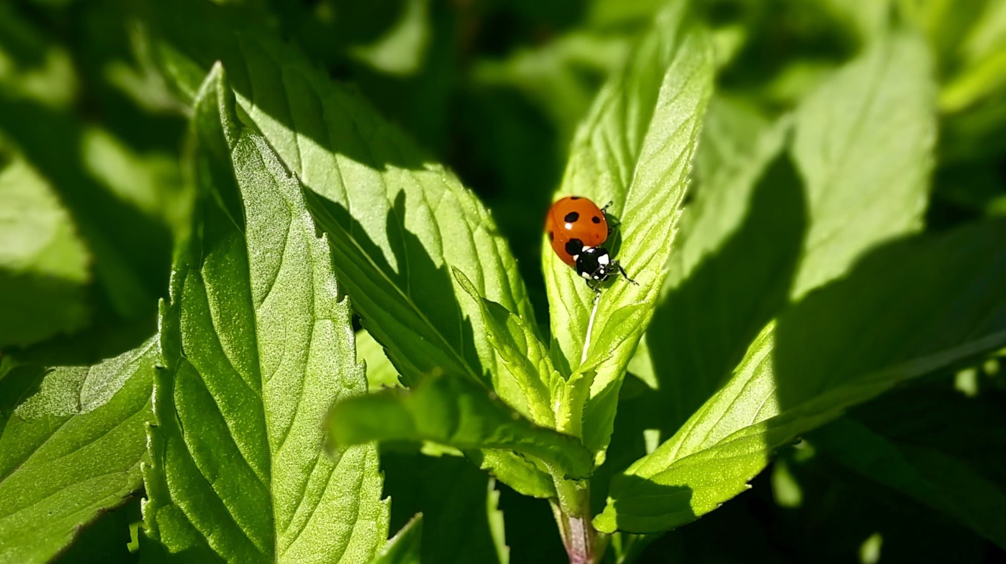 insect, bug, herbal, small, animals in the wild, ladybird, leaf, shadows, cute, summer, black, cuisine, one animal, natural, animal themes, garden, animal, HD Wallpaper
