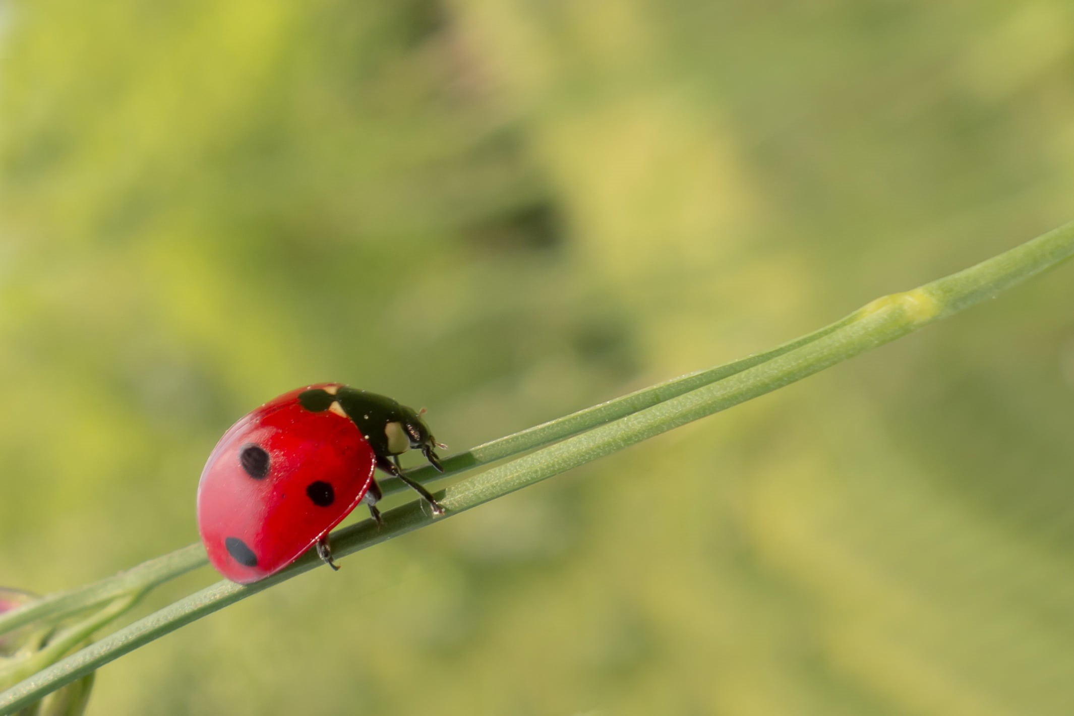 bright red, complementary colors, contrast, leaf, cute, bug, orange, small, beneficial, nature conservation, siebenpunkt, environmental protection, no people, HD Wallpaper
