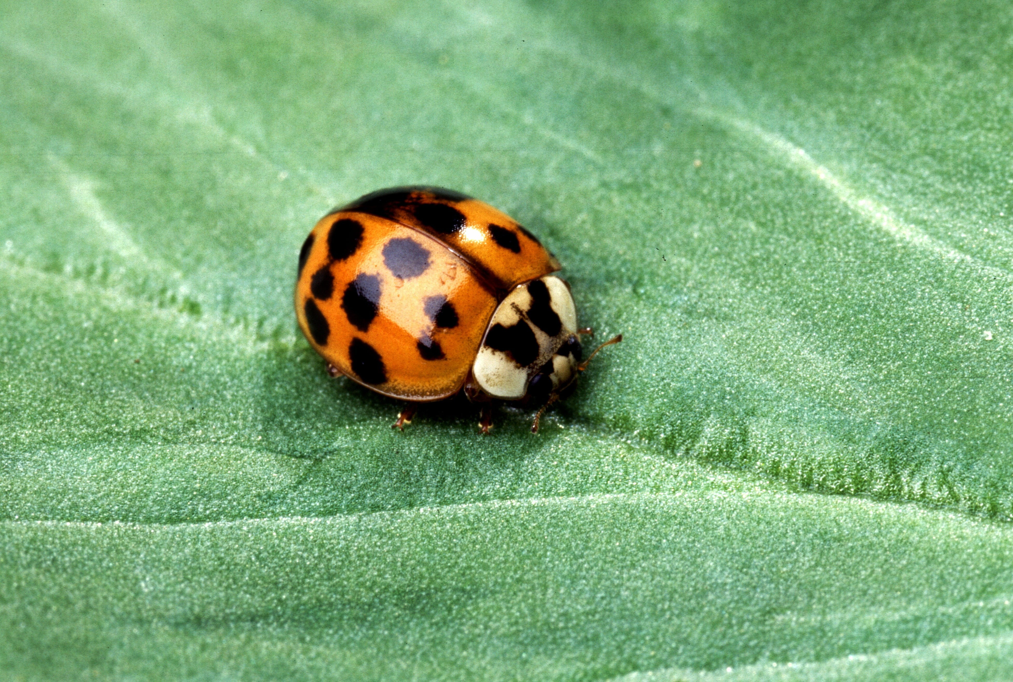 animal, animals in the wild, no people, outdoors, leaf, animal themes, lady bug, Nature, og, one animal, Beetle, red, macro, photography, aphid eater, insects, HD Wallpaper