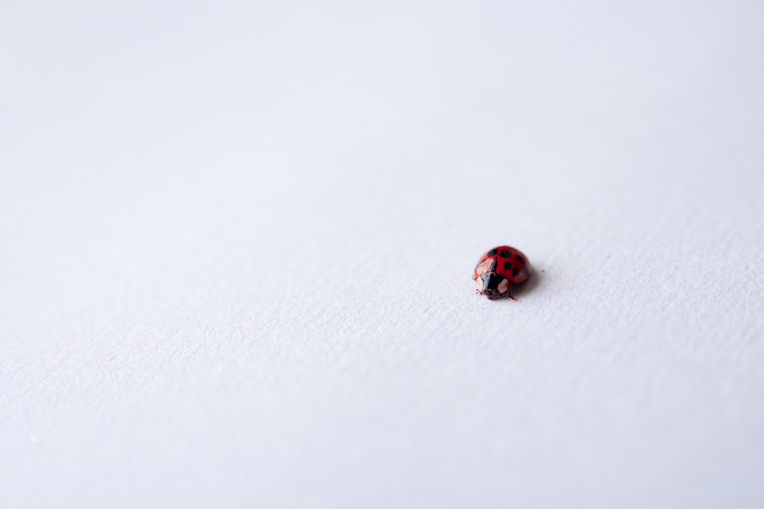 small, day, invertebrate, close-up, tiny, copy space, photography, focus, white, outdoors, no people, nature, 1080P, animal, white color, insect, black, HD Wallpaper
