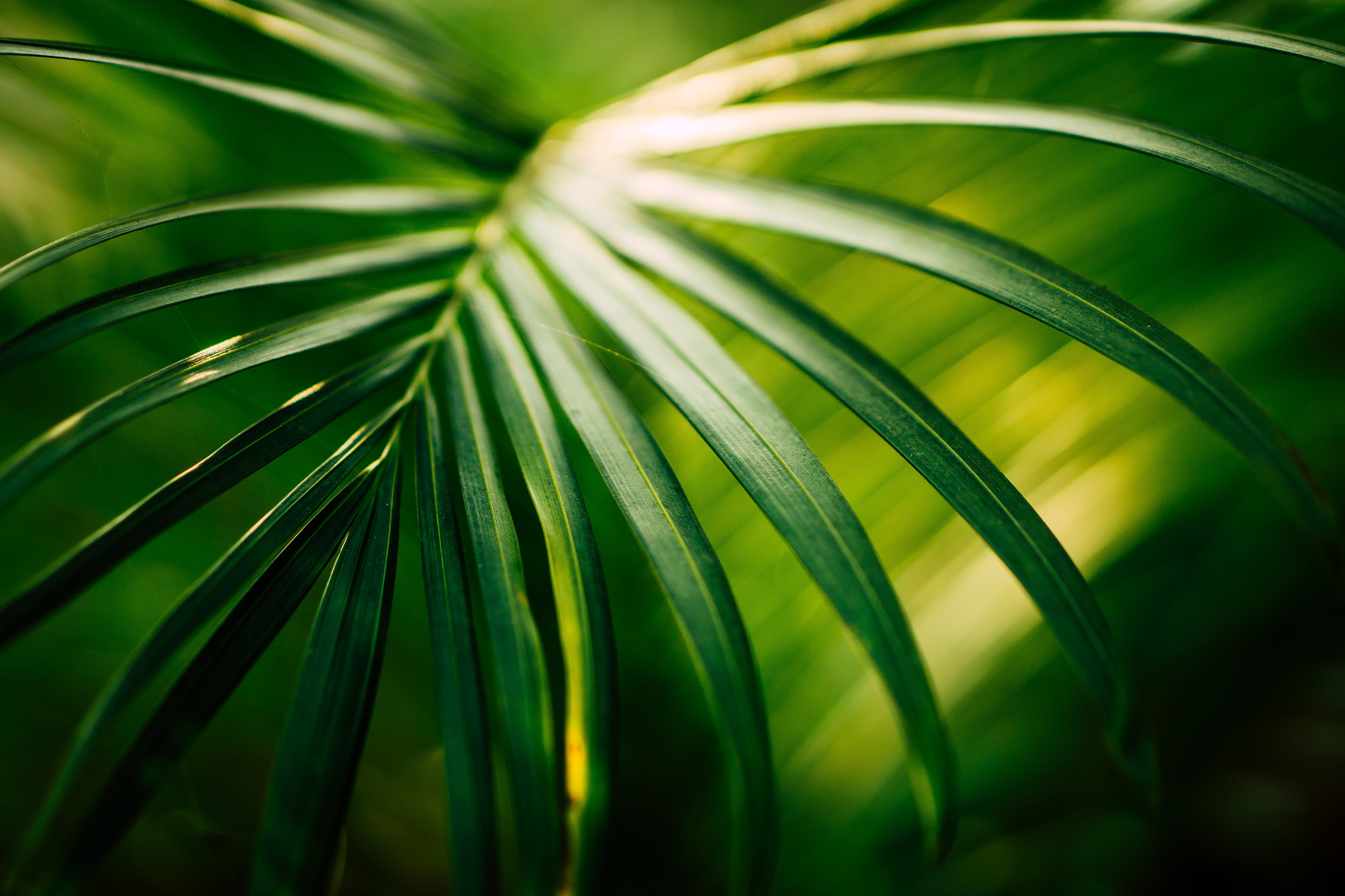 growth, summer, palm leaf, focus on foreground, green Color, plant, leaf, outdoors, plant part, nature, tree, defocused, photo, lush Foliage, color Image, HD Wallpaper