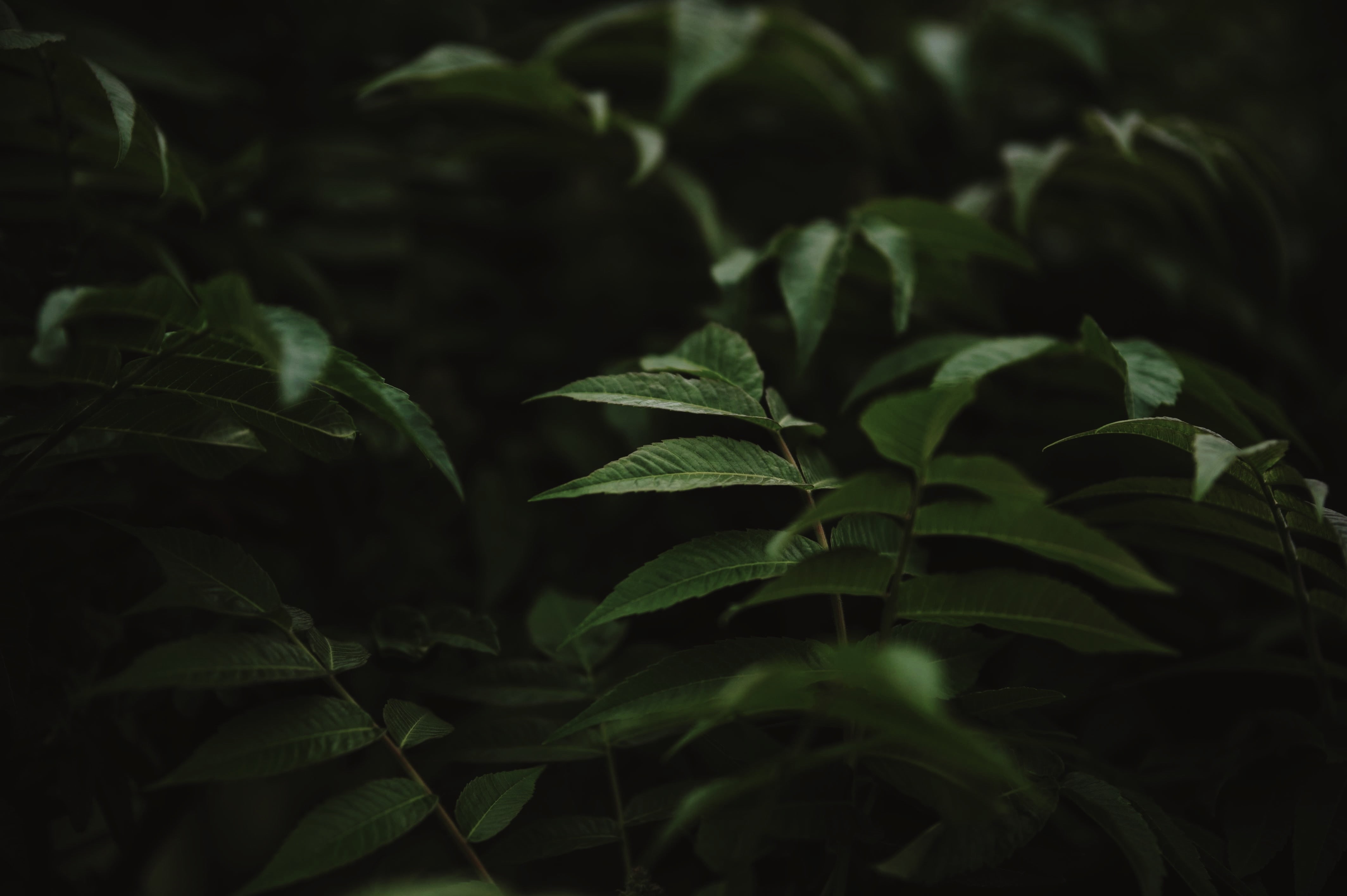 focus on foreground, no people, plant part, dark, forest, outdoor, outdoors, food and drink, green Color, food, plant, day, green, growth, nature, backgrounds, HD Wallpaper