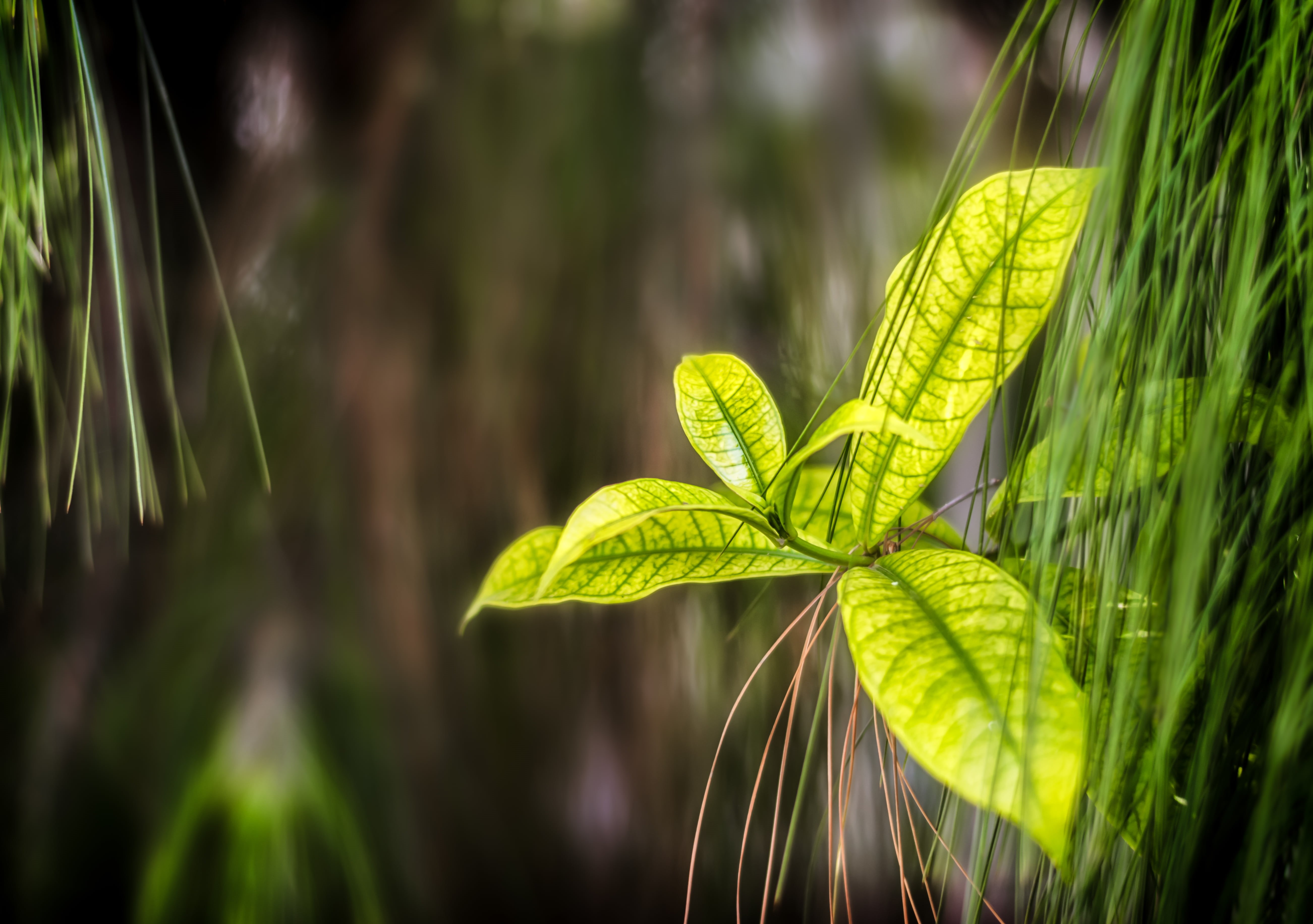leave, backgrounds, green, Leaf, plant, summer, green Color, 5K, nature, close-up, daytime, freshness, environment, forest, HD Wallpaper