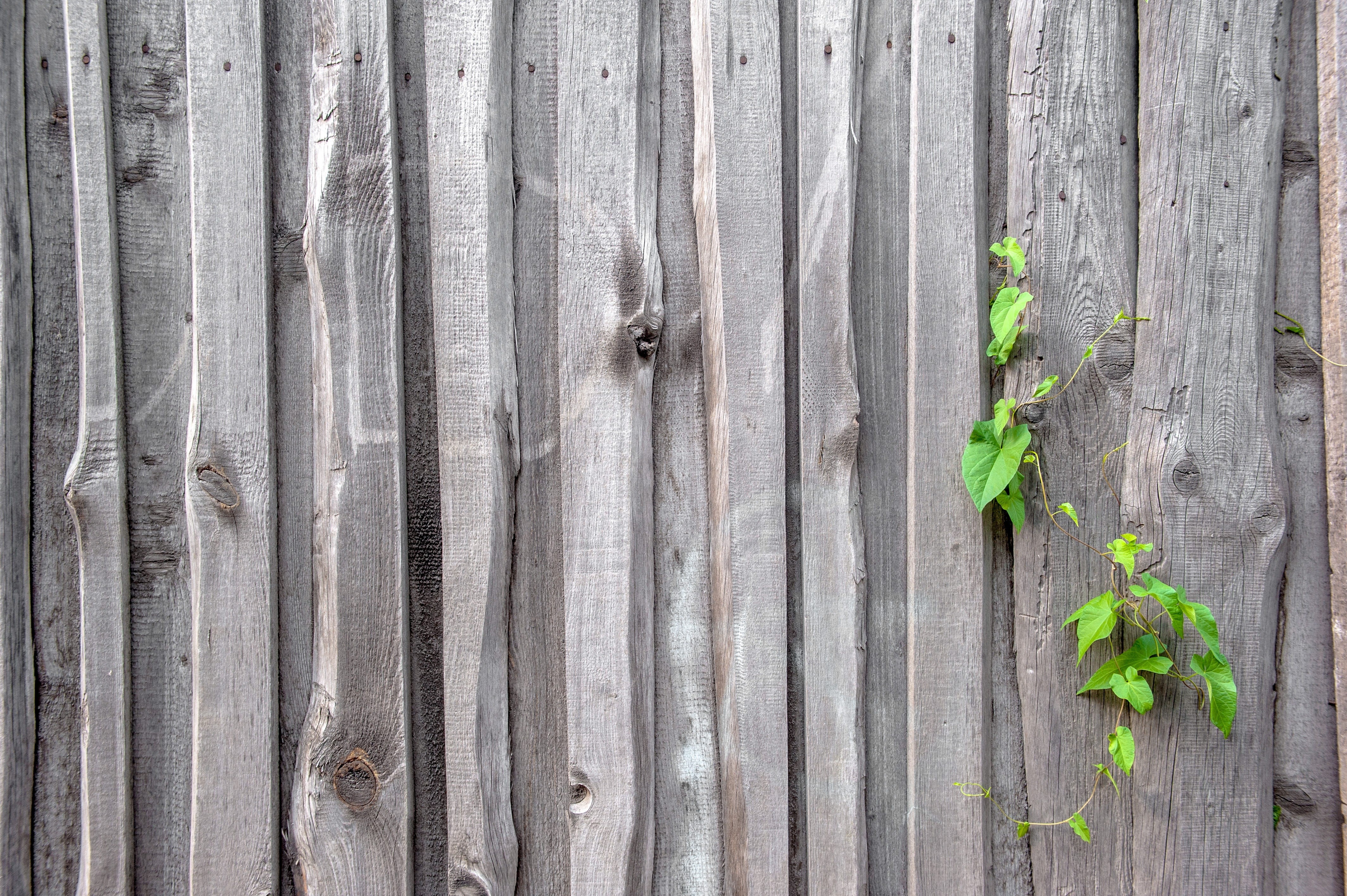 material, plank, no people, leaf, close-up, background, surface, growth, wood - material, leaflet, green, bindweed, outdoors, sheet, leaves, vjun, green color, HD Wallpaper