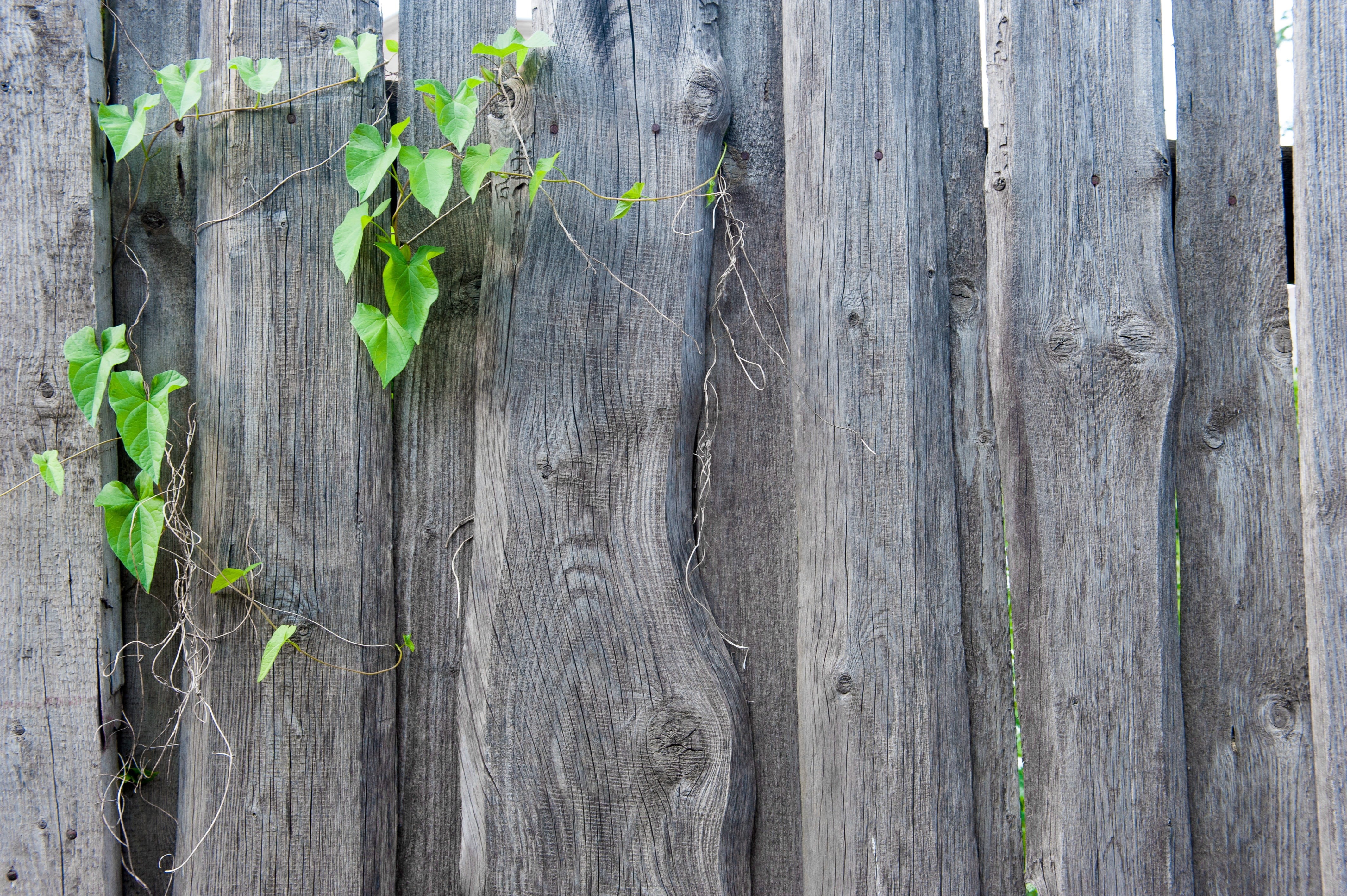 grass, tree, bindweed, leaflet, green, in the summer of, material, boards, fence, textured, texture, old, wood - material, high angle view, background, HD Wallpaper