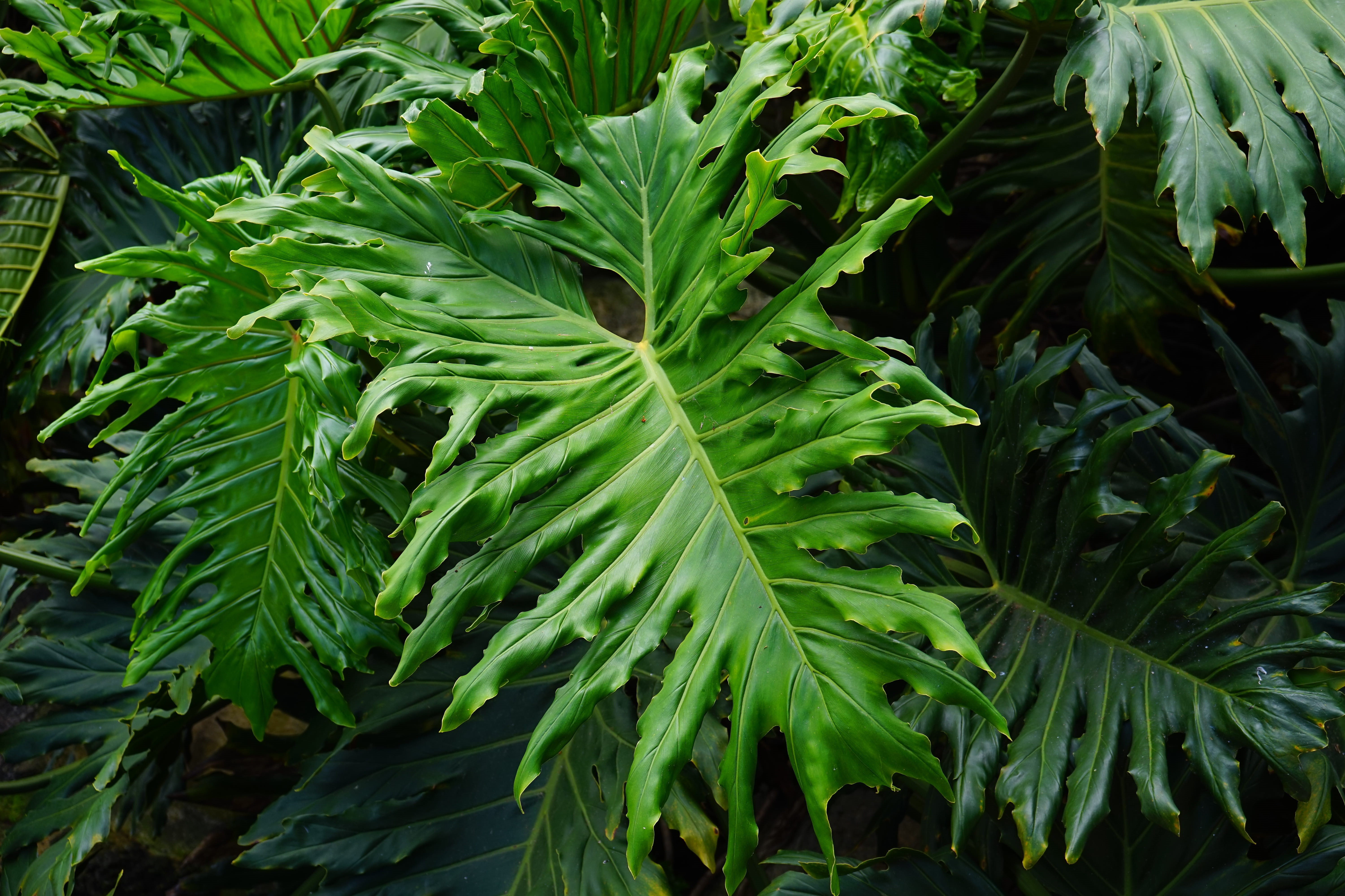 tree philodendron, green, leaves, krautig, shiny, tropical, plant, green color, freshness, aroideae, huge, araceae, outdoors, full frame, food and drink, HD Wallpaper