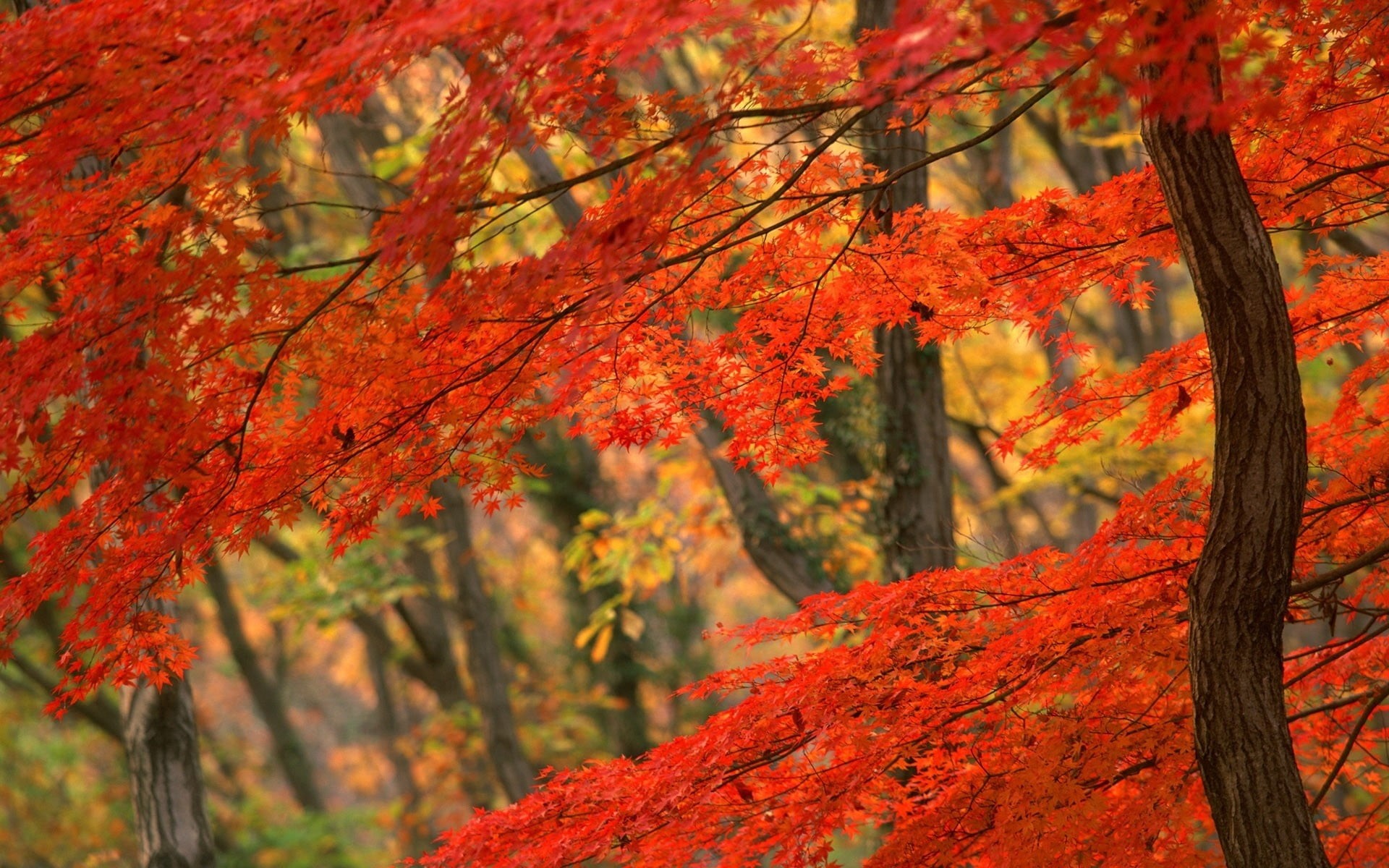 backgrounds, beauty In Nature, trunk, change, vibrant Color, gold Colored, bends, autumn, day, autumn collection, nature, october, landscape, woodland, HD Wallpaper