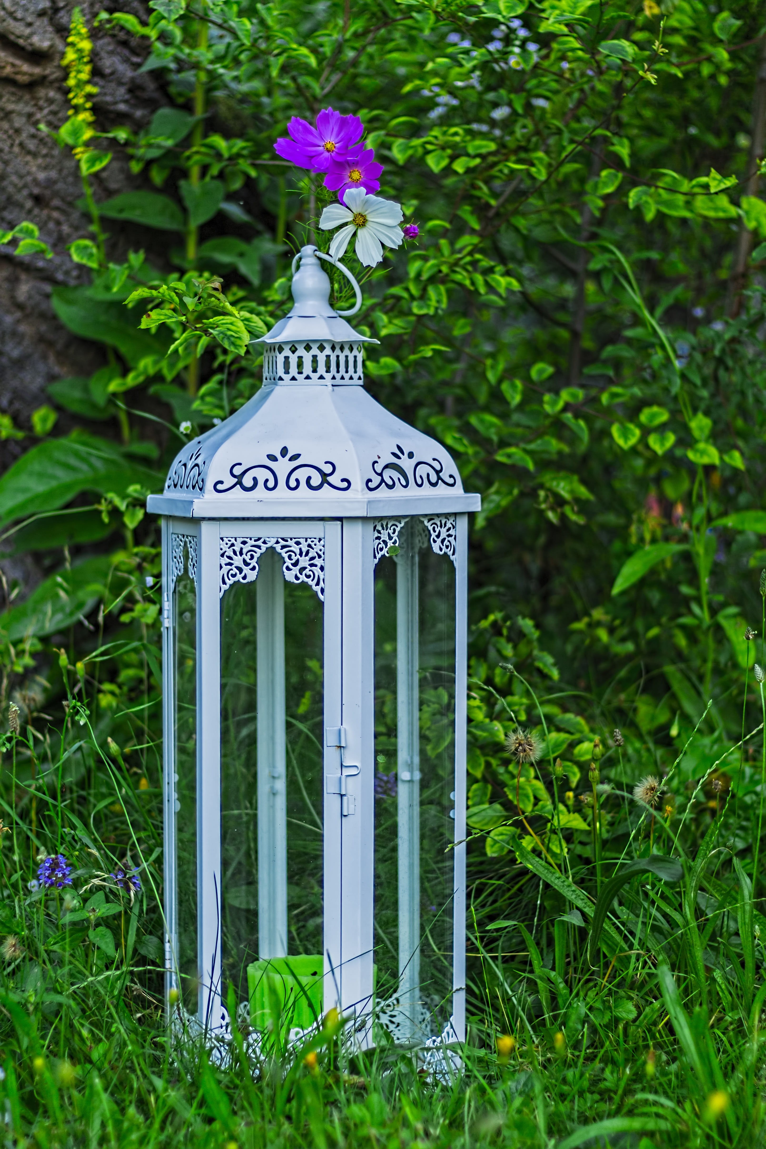 lantern, dissected leaf, close-up, field, cosmea, white, shrub, blossom, light purple, fragility, formal garden, candles, tree, deco, outdoors, spring, Phone HD Wallpaper