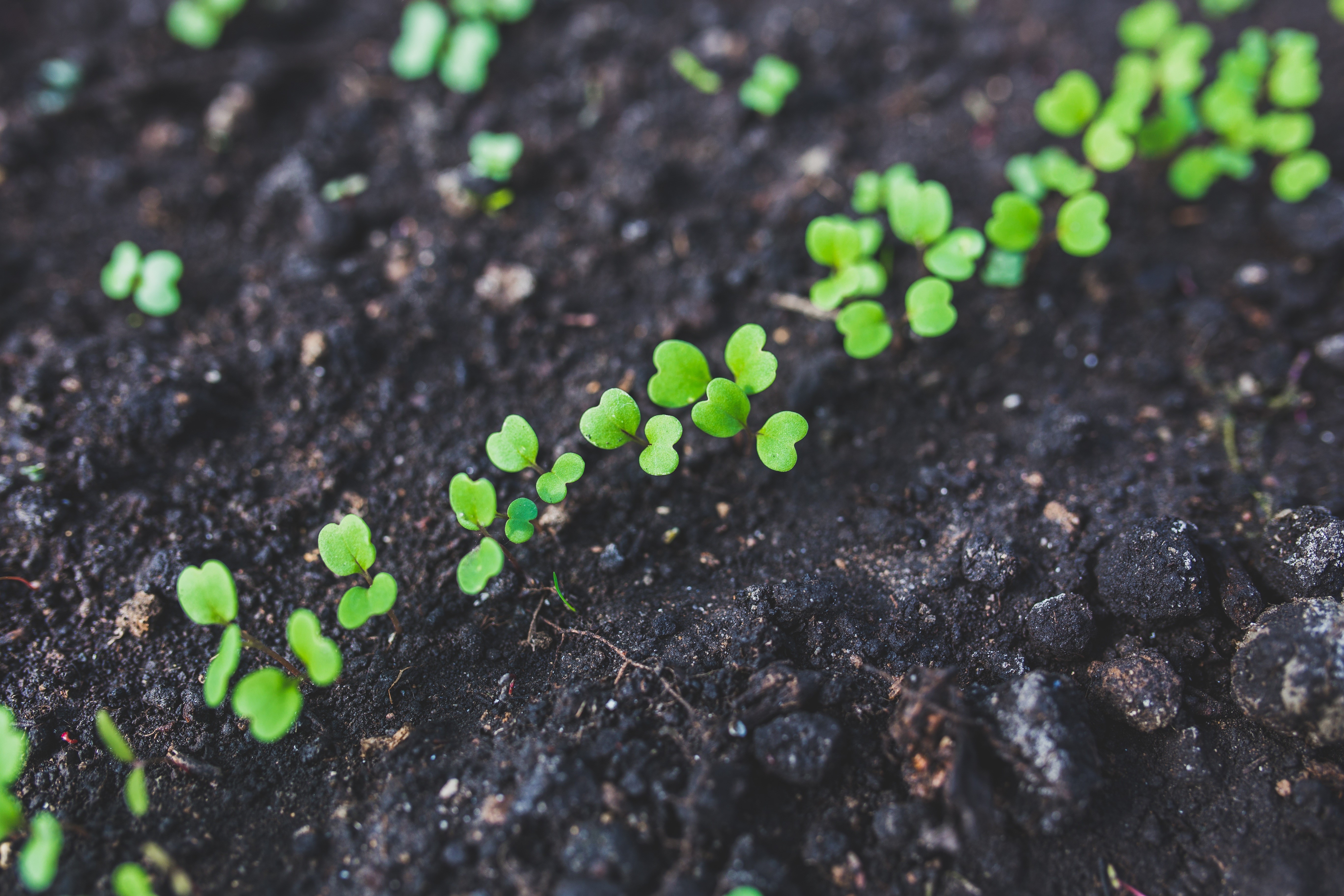 beauty in nature, leaflet, outdoors, selective focus, environment, gardening, green Color, photo, fragility, health, ecology, beginnings, small, sprouting, HD Wallpaper