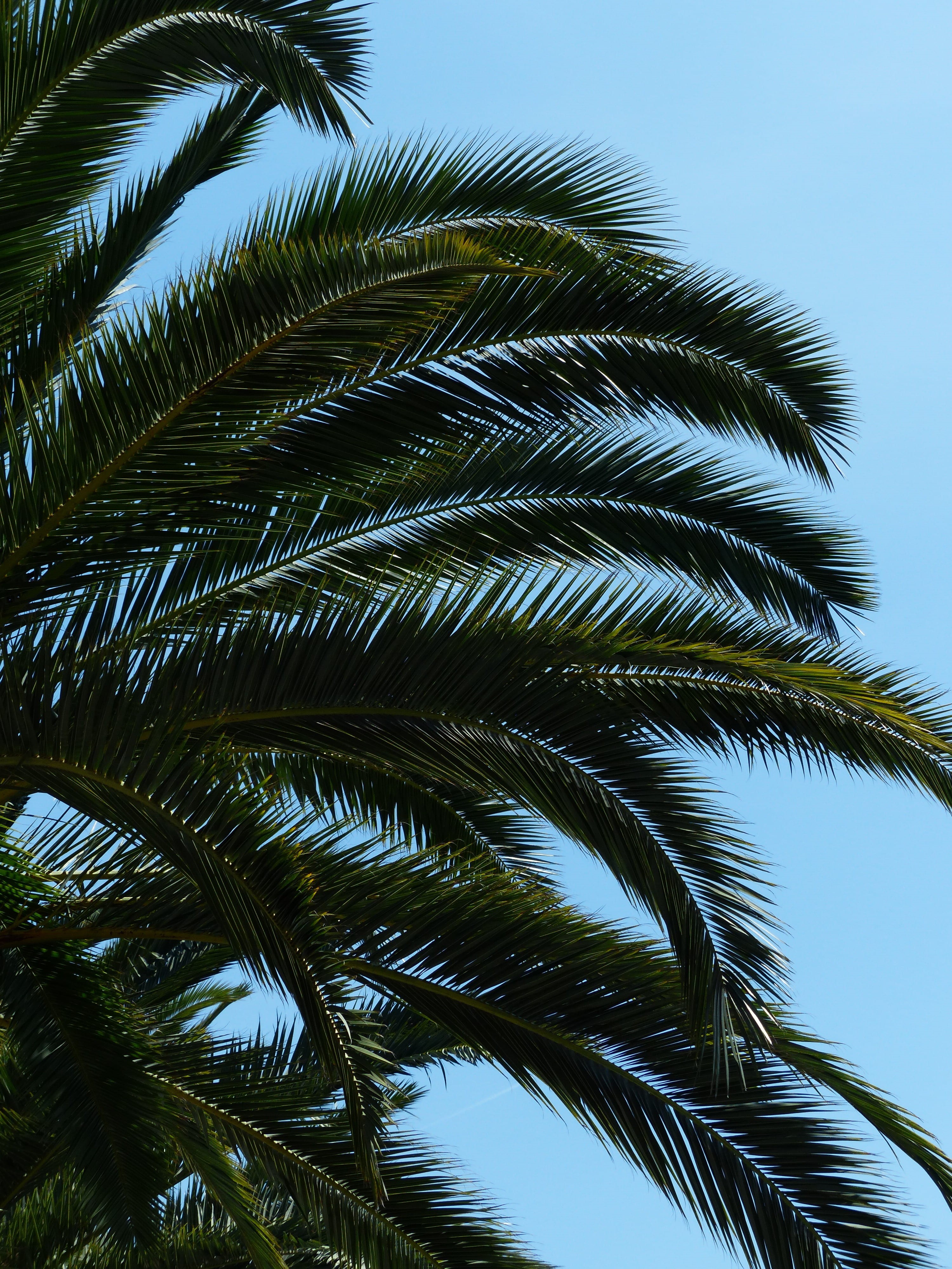 green, canopy, beauty in nature, leaf, tree, growth, clear sky, leaflets, wedel, green color, 4K, tropical tree, day, plant, tranquility, leaf fronds, Phone HD Wallpaper