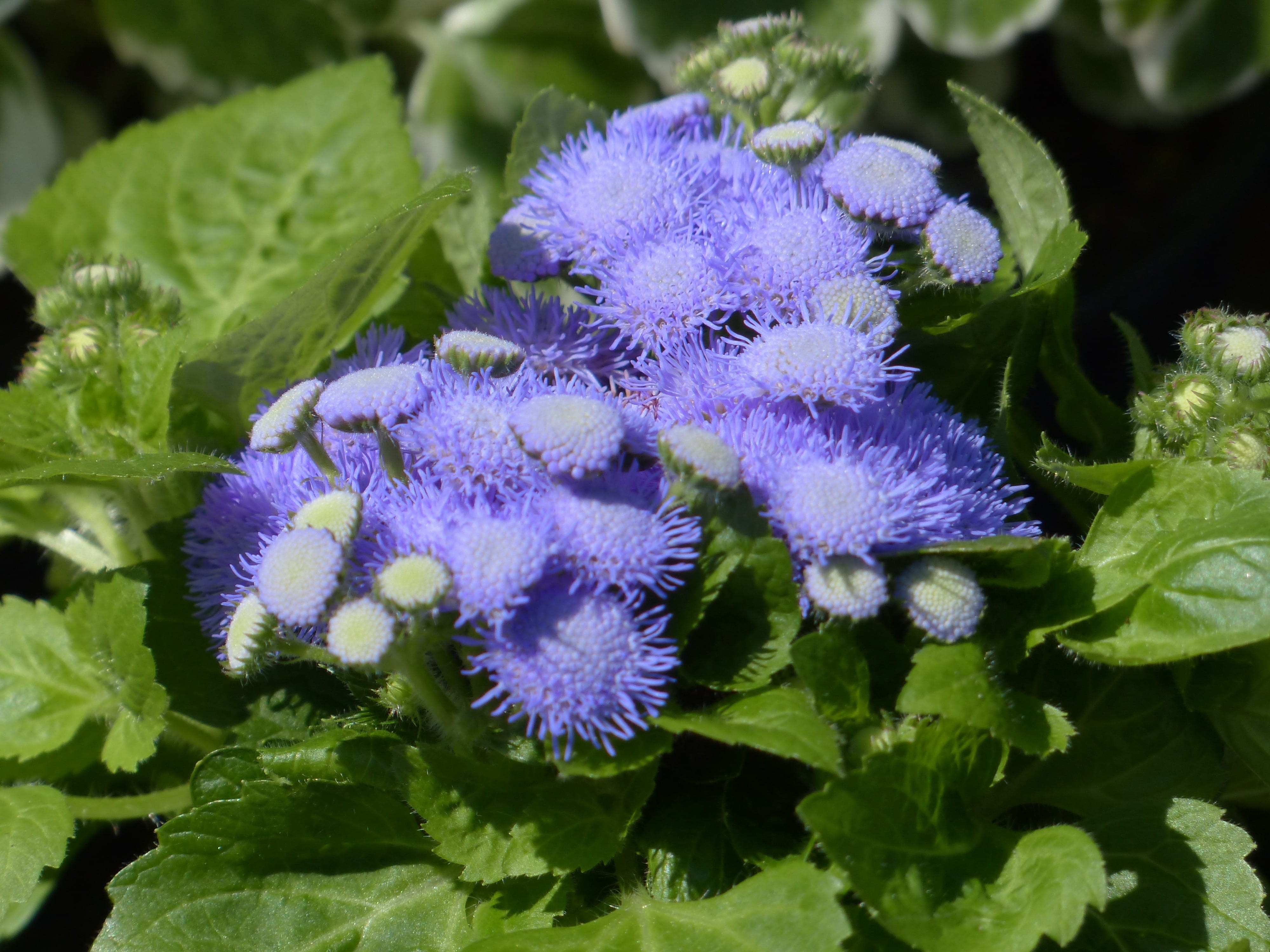 freshness, violet, purple, day, close-up, asteraceae, ageratum, flower, plant part, 4K, no people, blossom, plant, leaflets, bunch of flowers, vulnerability, HD Wallpaper