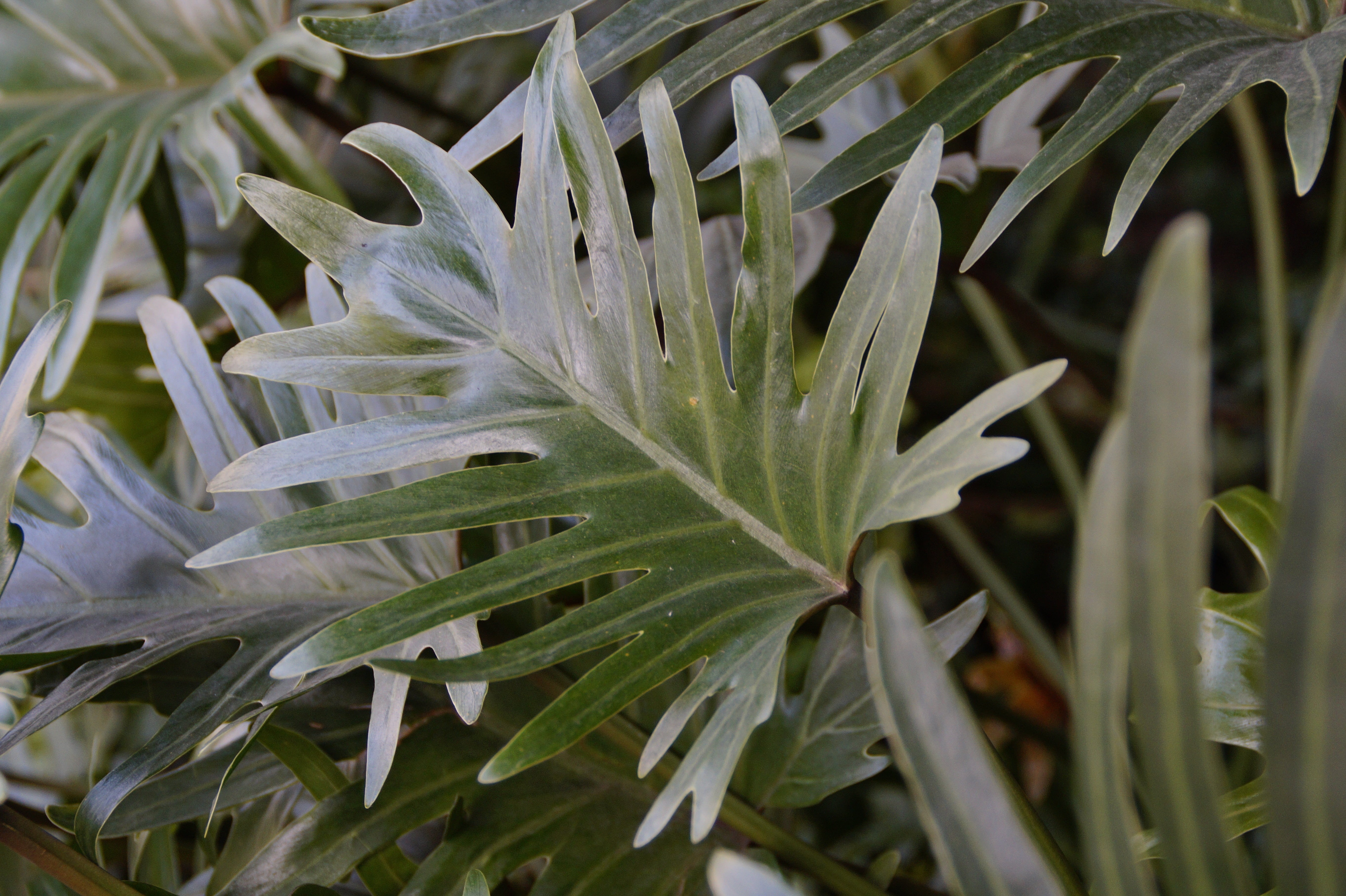 large, botany, fragility, green color, water, leaves, tranquility, outdoors, close-up, plant, nature, 5K, beauty in nature, grass, philodendron, vulnerability, HD Wallpaper