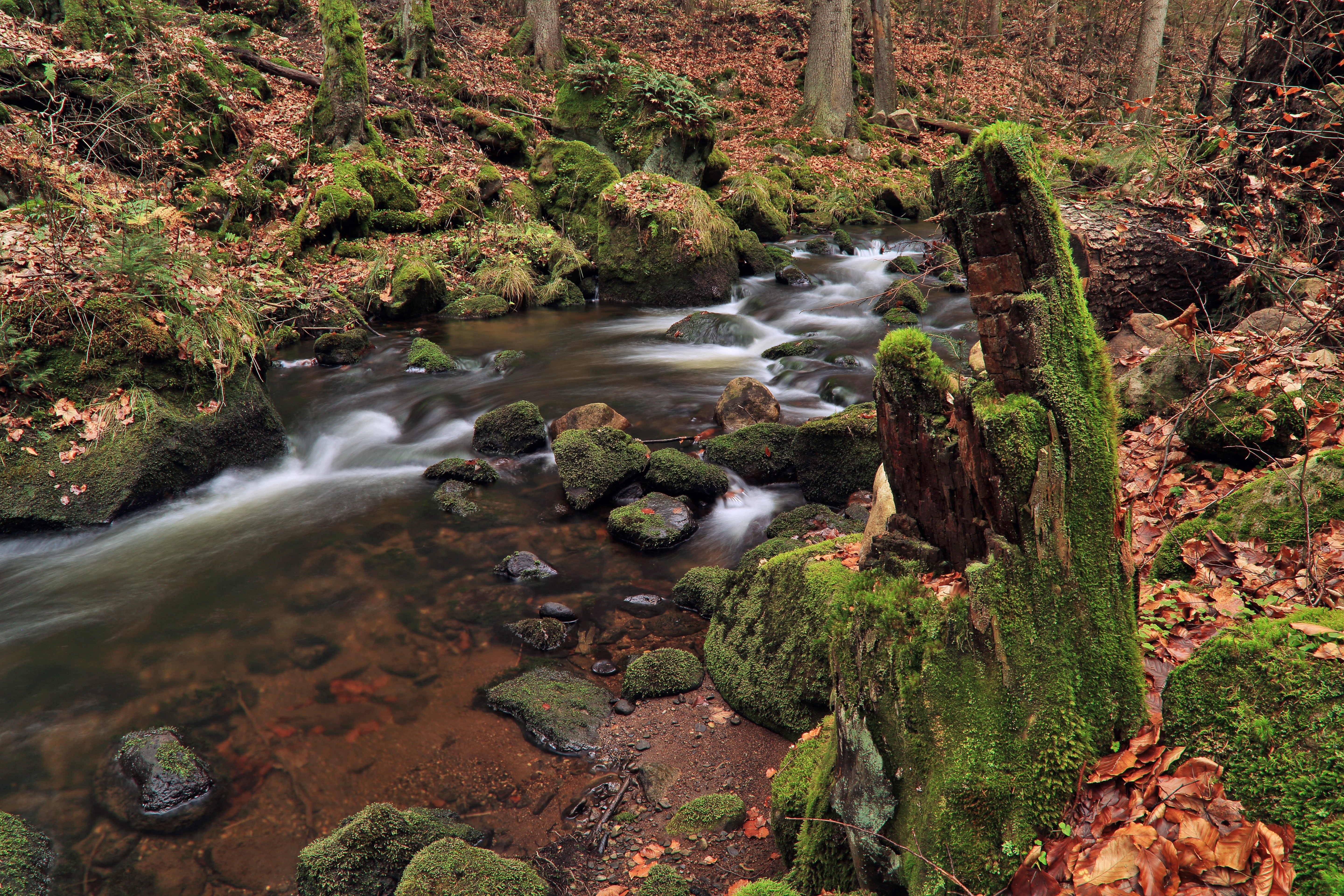 solid, foliage, plant, freshness, blurred motion, rock, day, the brook, nature, brook, bottom of the stream, pebbles, no people, motion, river, growth, HD Wallpaper