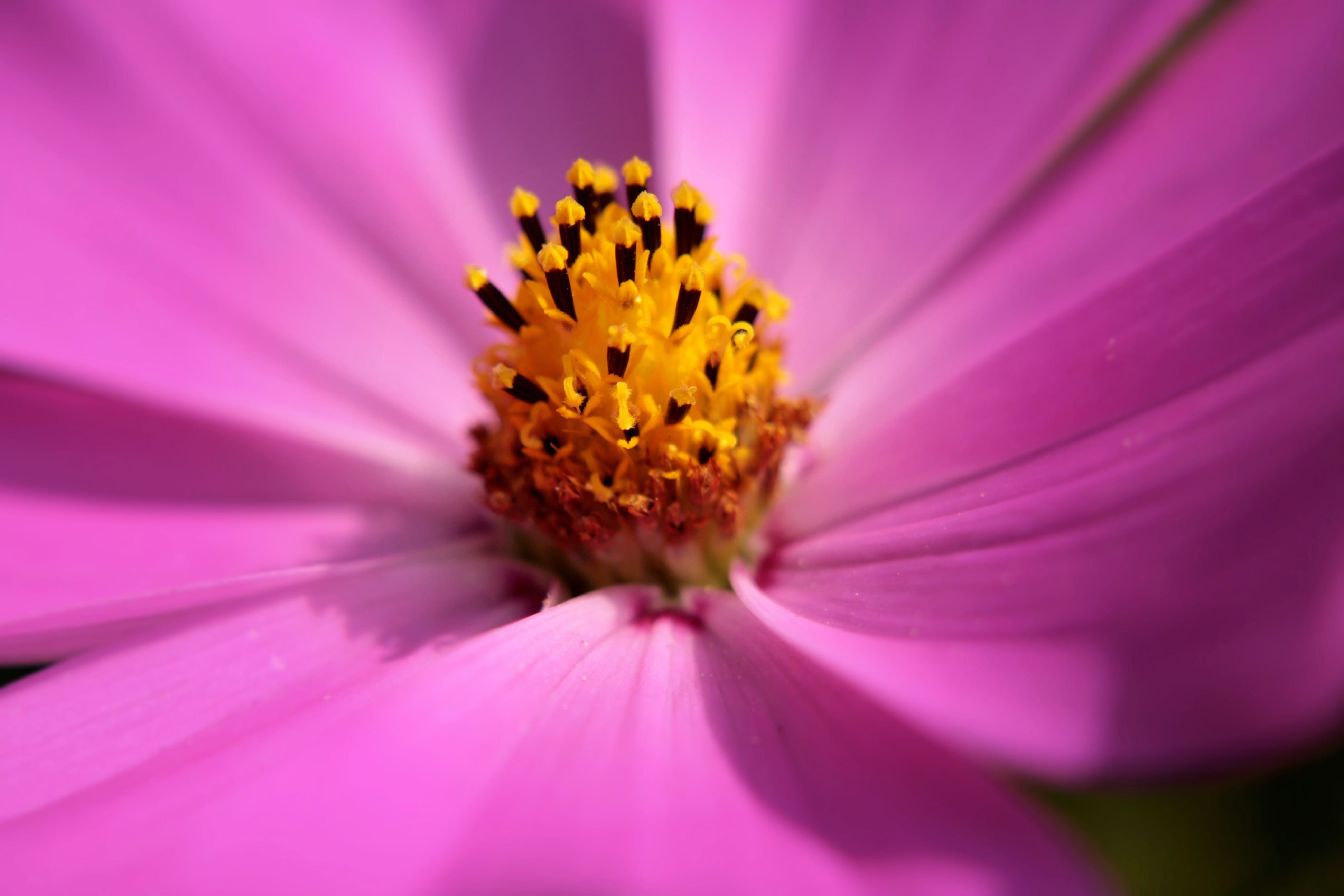 bloom, outdoors, inflorescence, leaflet leaved schmuckblume, summer, close-up, selective focus, no people, softness, tongue flower, flower, pink, ornamental plant, HD Wallpaper