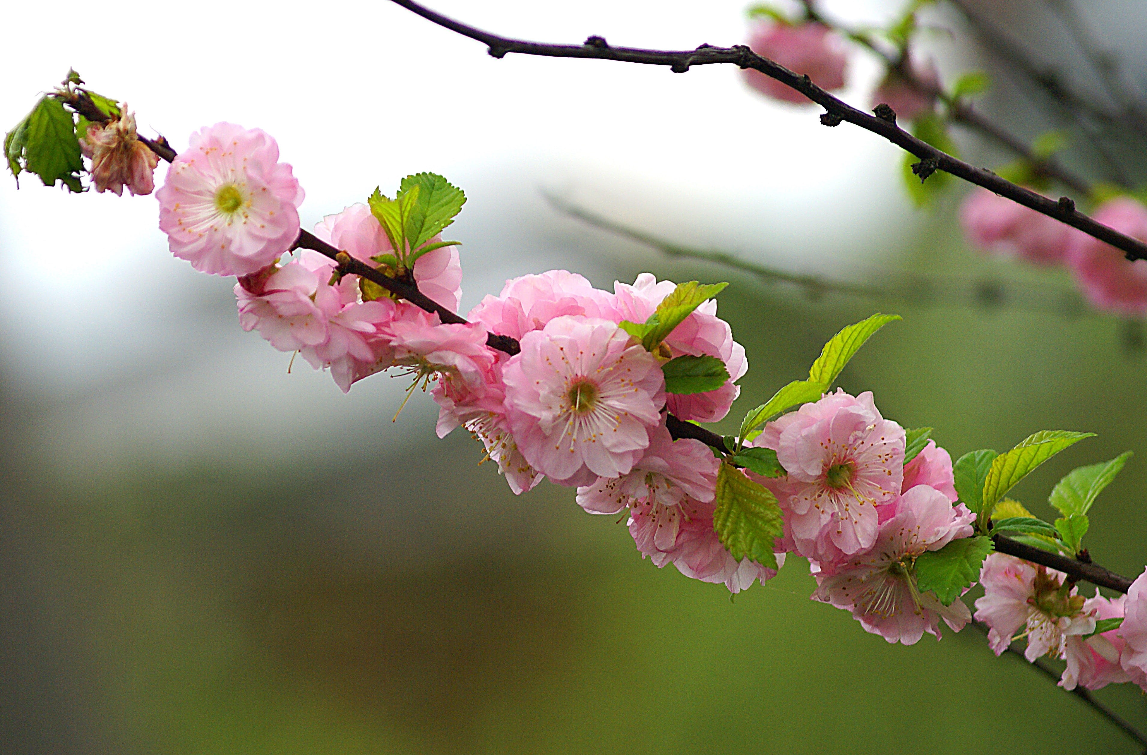 small flowers, growth, branch, day, closeup, petaled, decoration, the petals, flowering plant, outdoors, spring, pink, petal, focus on foreground, Flowers, HD Wallpaper