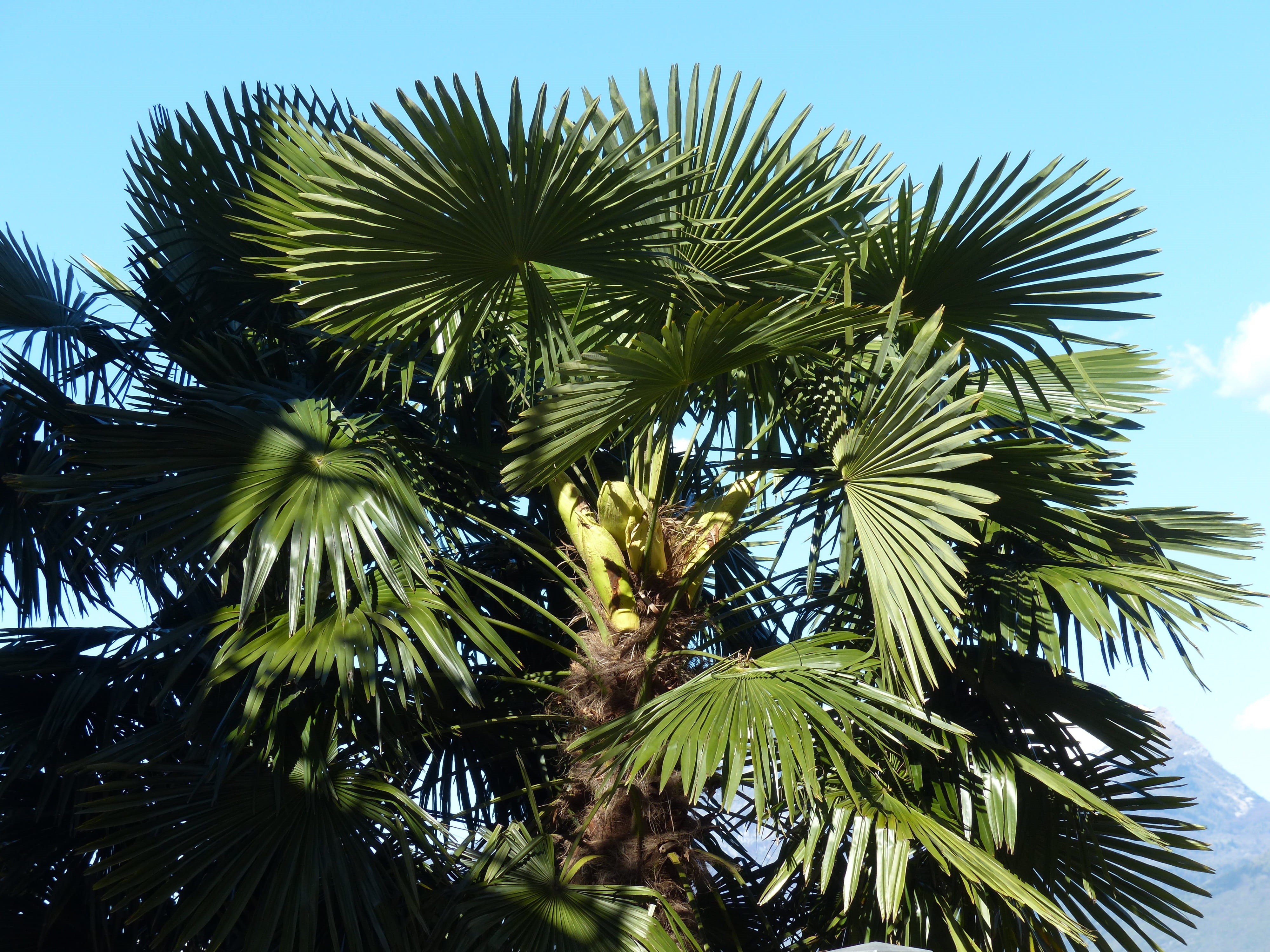 growth, nature, arecaceae, palm, canopy, beauty in nature, plant, low angle view, 4K, pinnate, leaflets, Date Palm, green, wedel, outdoors, tranquility, HD Wallpaper