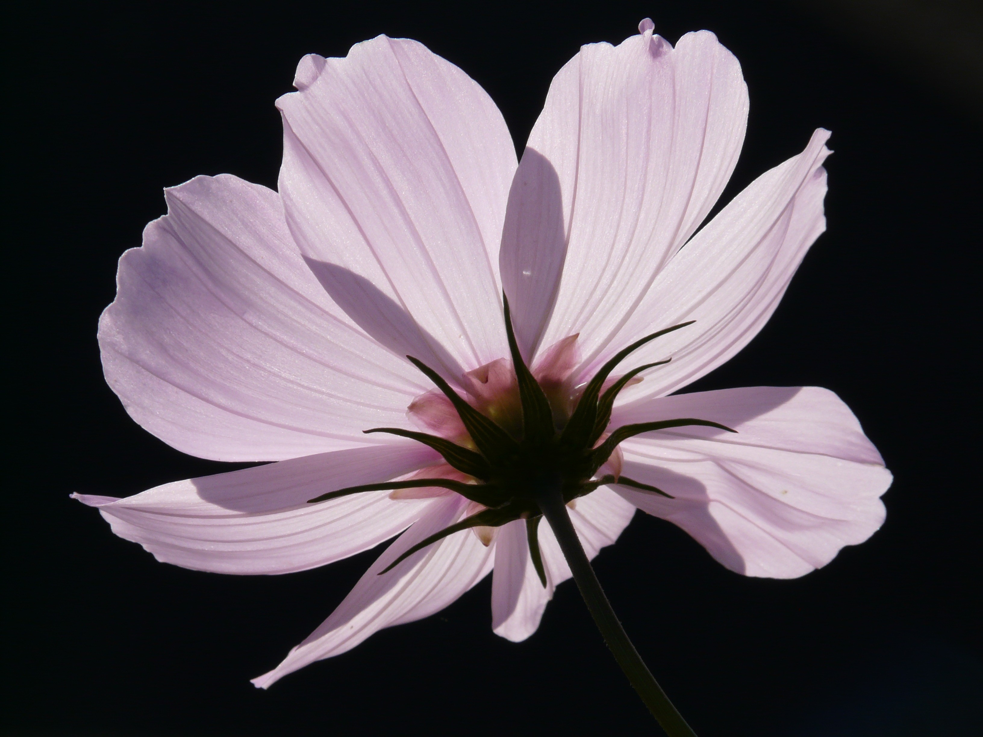 filigree, bidens formosa, cosmea bipinnata, ornamental plant, helllila, no people, fragility, flower, sepal, schnittblume, cosmos, coreopsis formosa bonato, HD Wallpaper