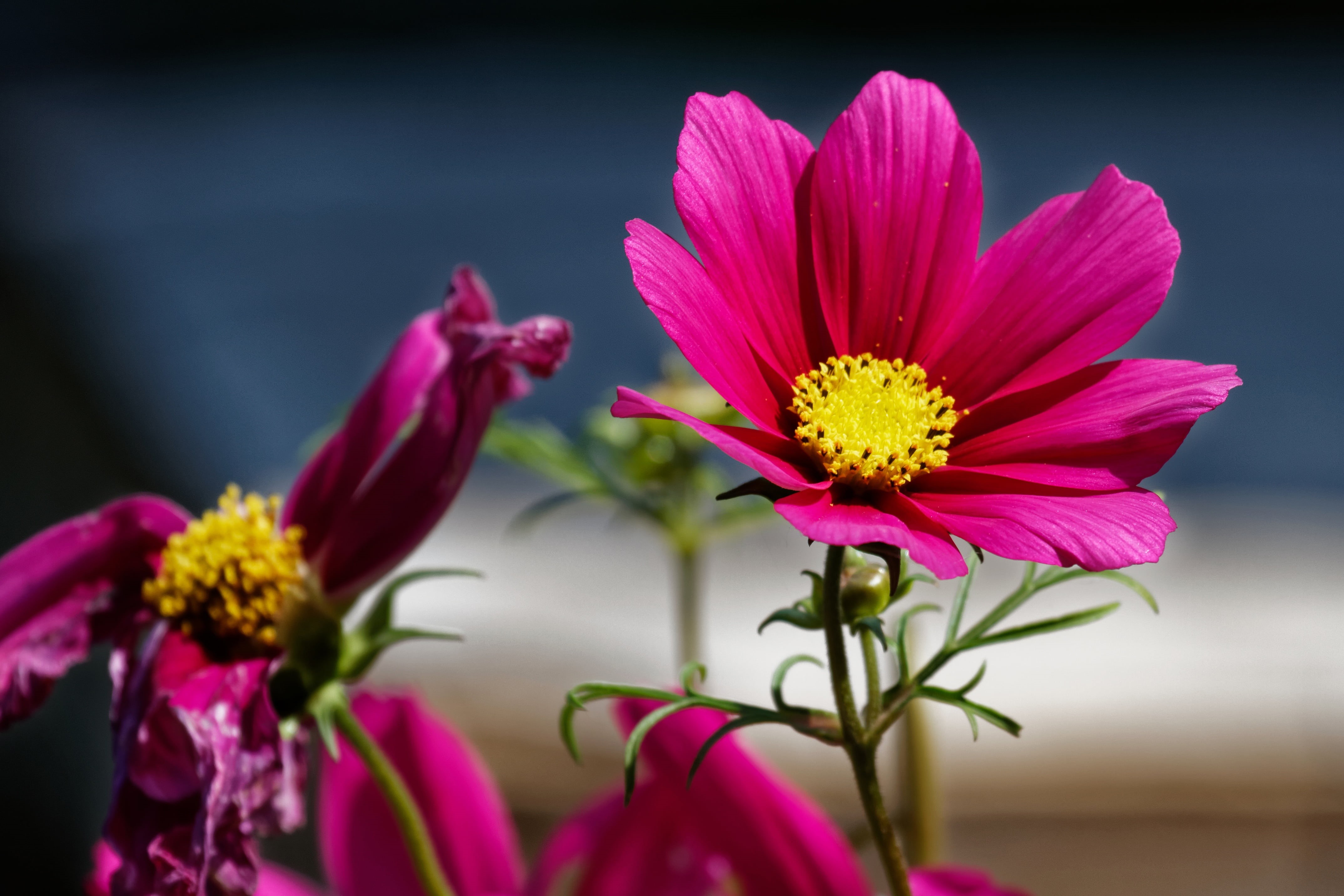 shallow, vulnerability, 4K, flower arrangement, purple, petal, freshness, plant, close-up, cosmos, magenta, focus on foreground, nature, plant stem, leaflet leaved schmuckblume, HD Wallpaper