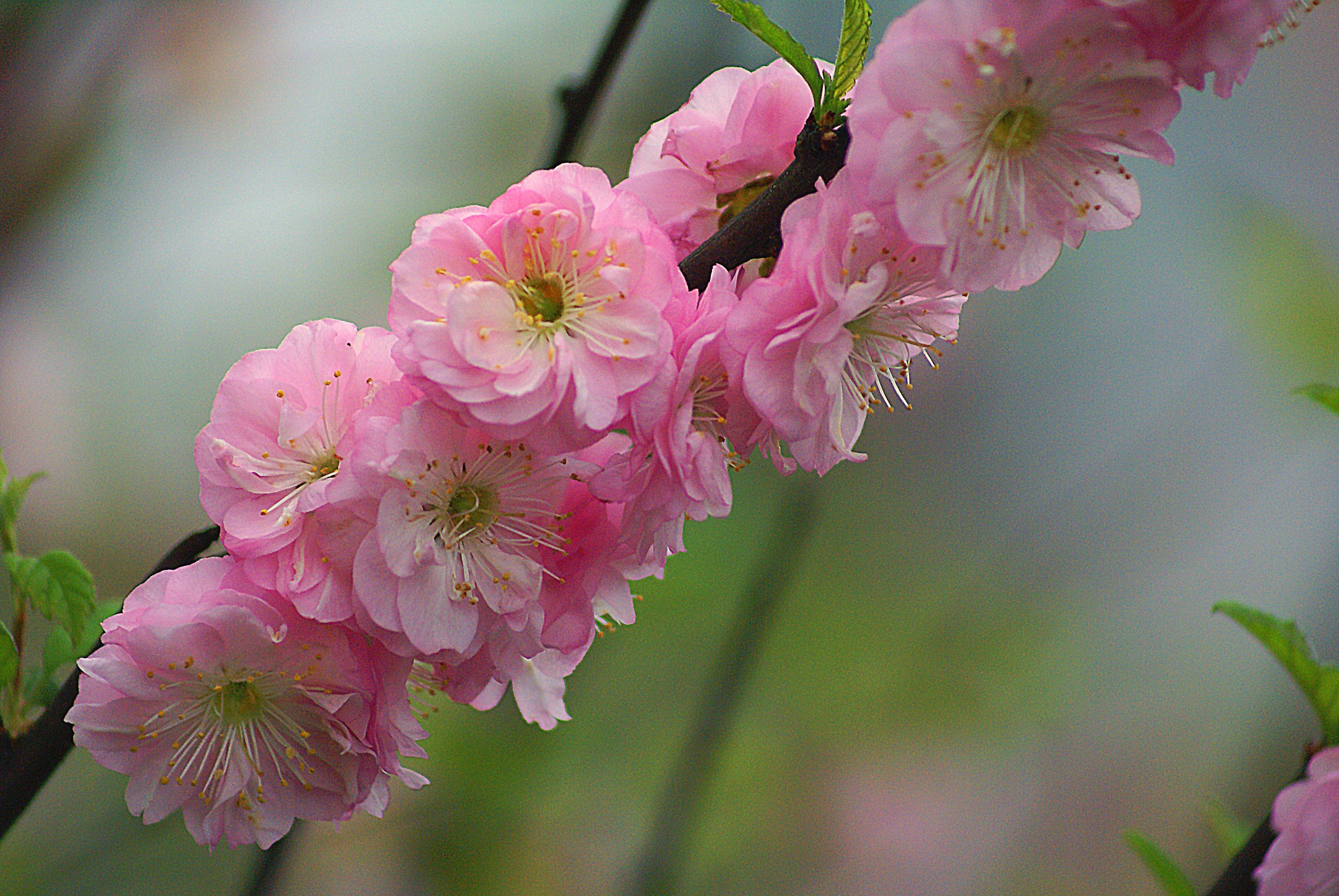 leaflet, inflorescence, freshness, daytime, petal, pink, branch, flora, vulnerability, pink flowers, close-up, blossom, no people, pollen, almond, flowering plant, HD Wallpaper