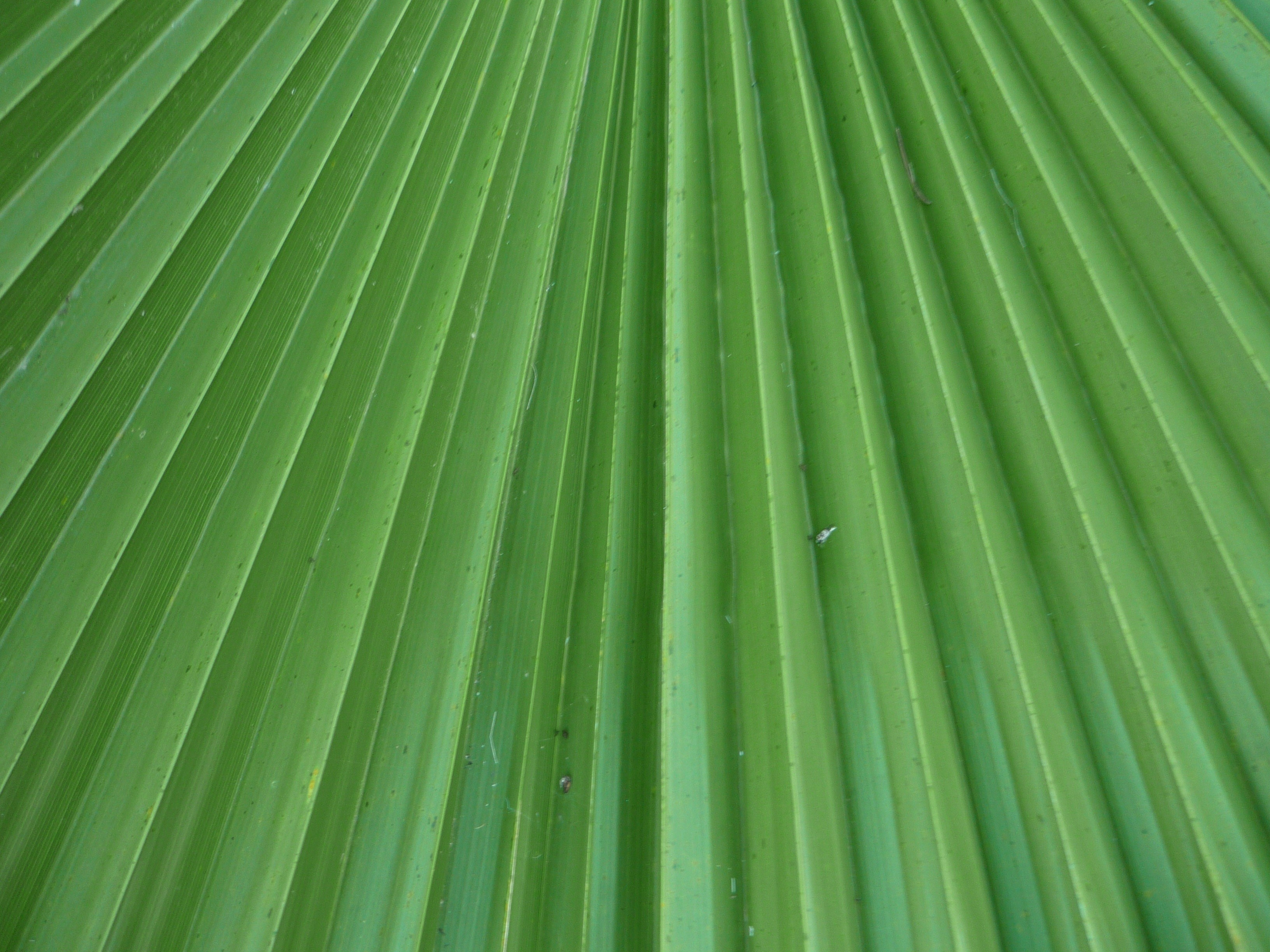 leaf, day, close-up, palm leaf, outdoors, full frame, plant, backgrounds, freshness, plant part, green, 2K, no people, straight lines, washingtonia, palm tree, HD Wallpaper
