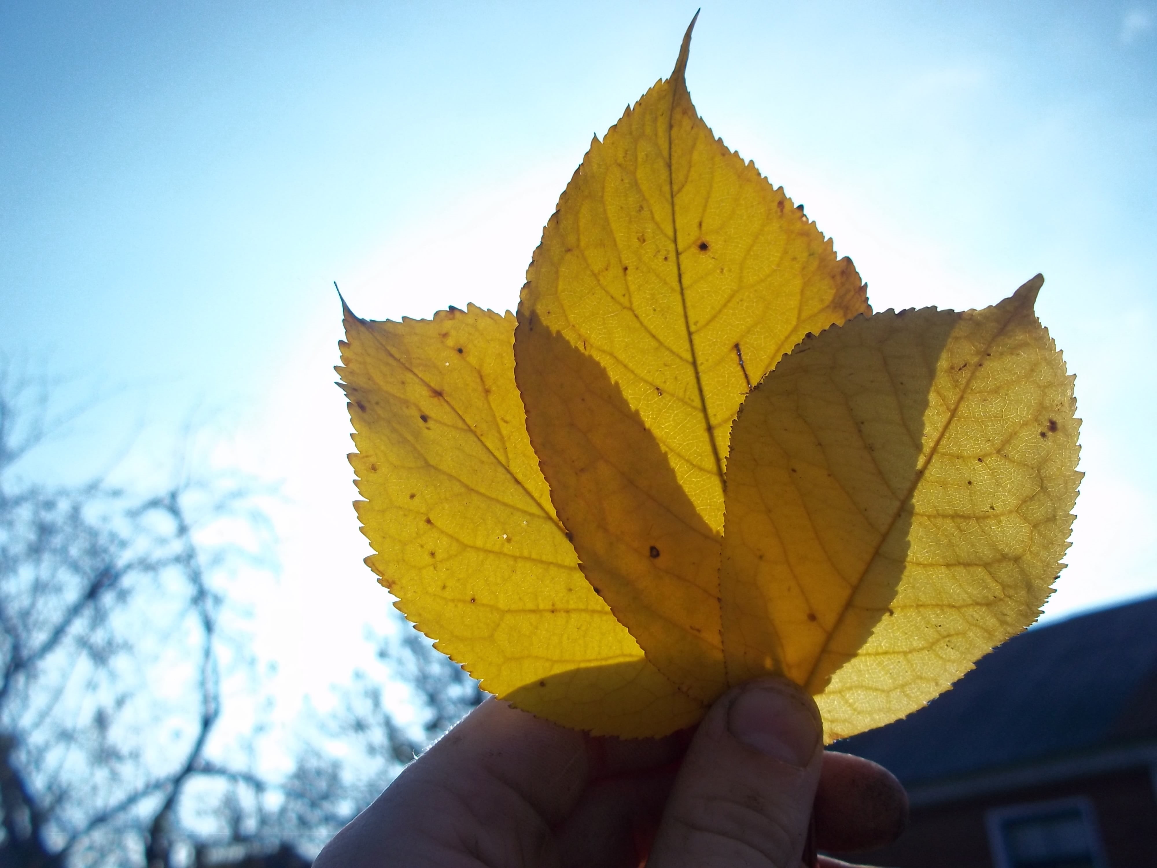 body part, yellowed sheet, human finger, human body part, one person, oak leaf, close-up, sheet, natural condition, personal perspective, human hand, autumn collection, HD Wallpaper