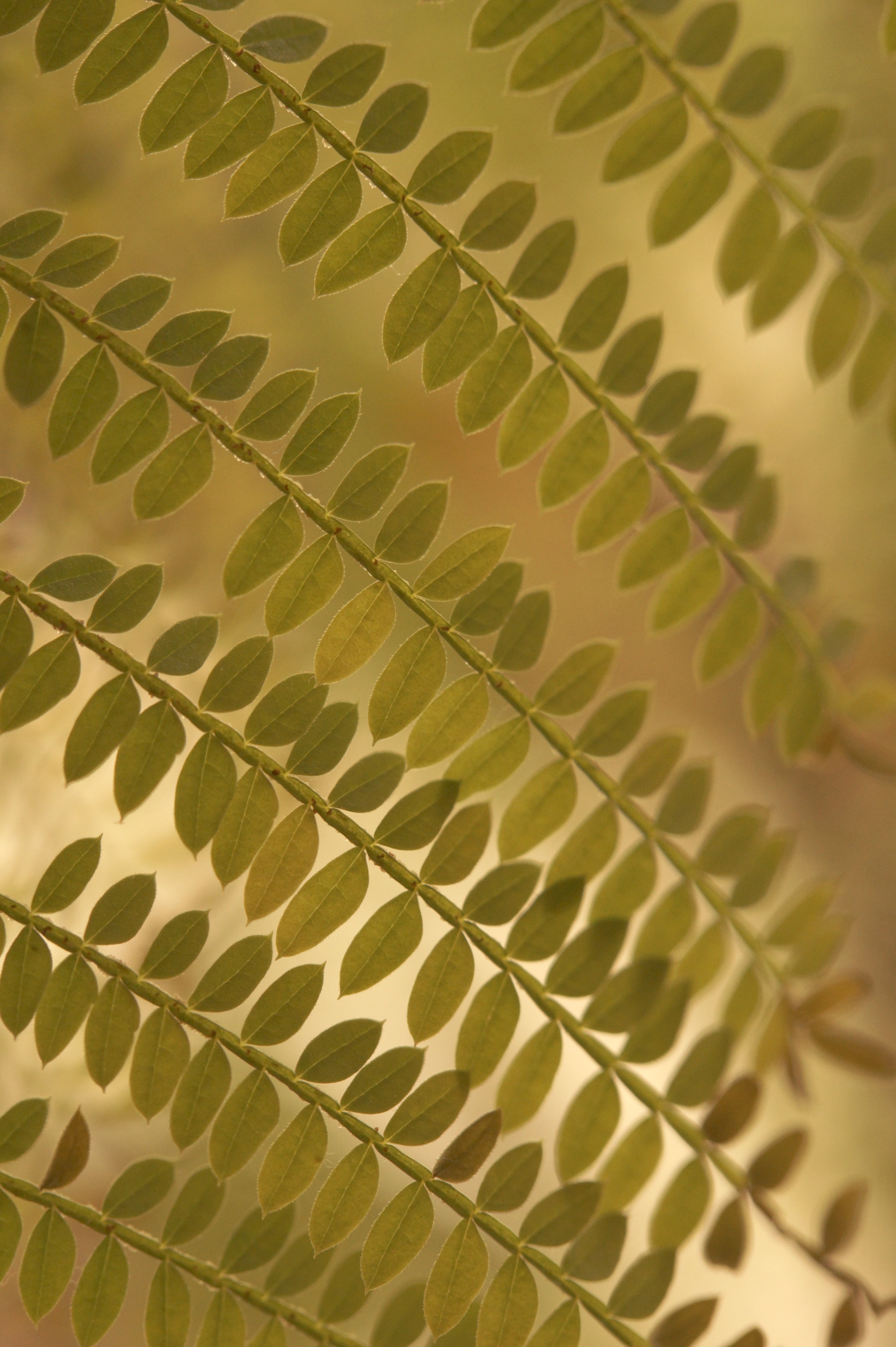 sunlight, beauty in nature, close, green color, filigree, selective focus, indoors, background, green, palm leaf, 5K, leaflets, growth, structure, backgrounds, Phone HD Wallpaper