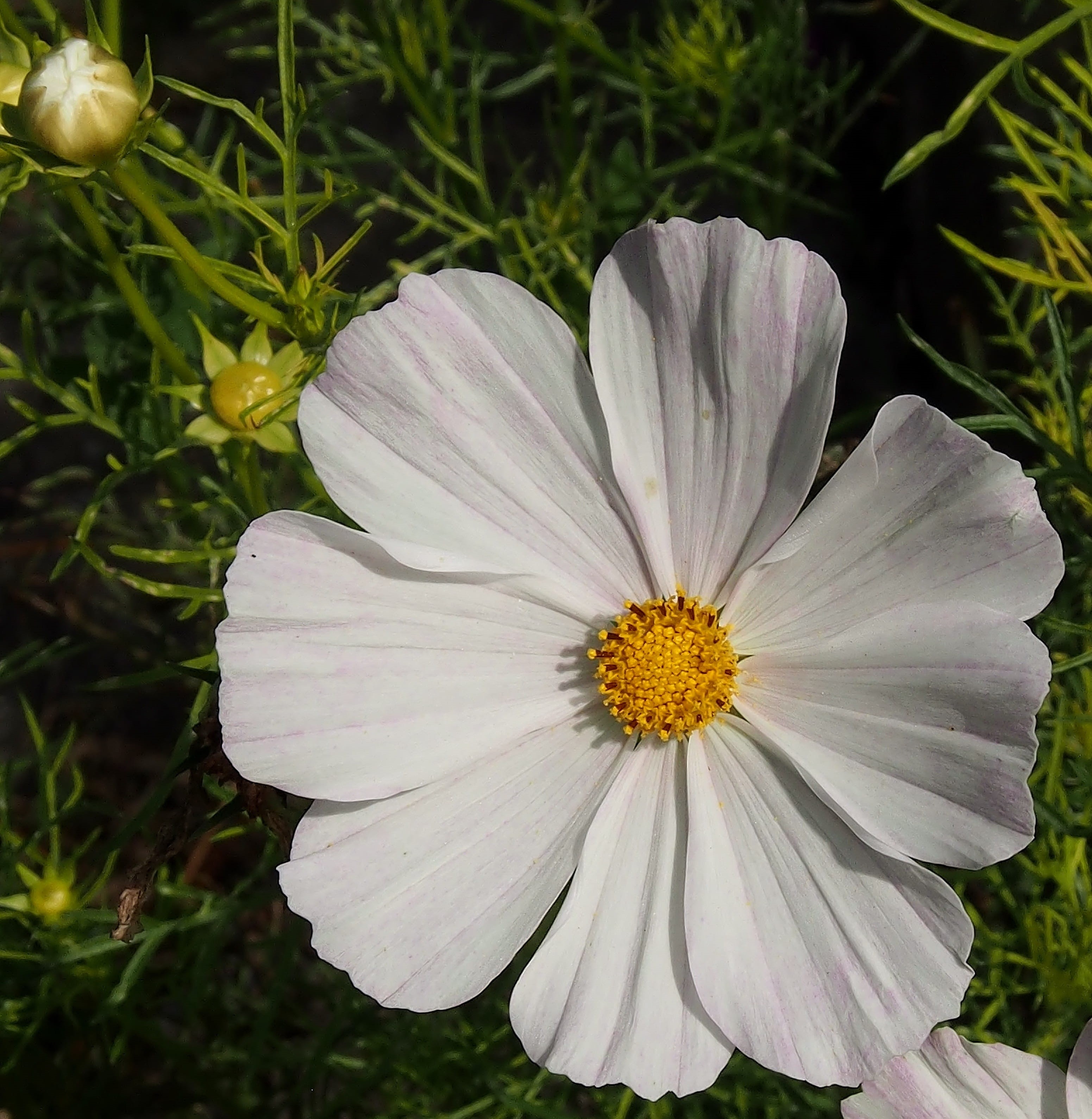 plant, 2K, vulnerability, beauty in nature, white color, inflorescence, flower, flowers, no people, fragility, field, focus on foreground, kosmee, leaflet leaved schmuckblume, Phone HD Wallpaper